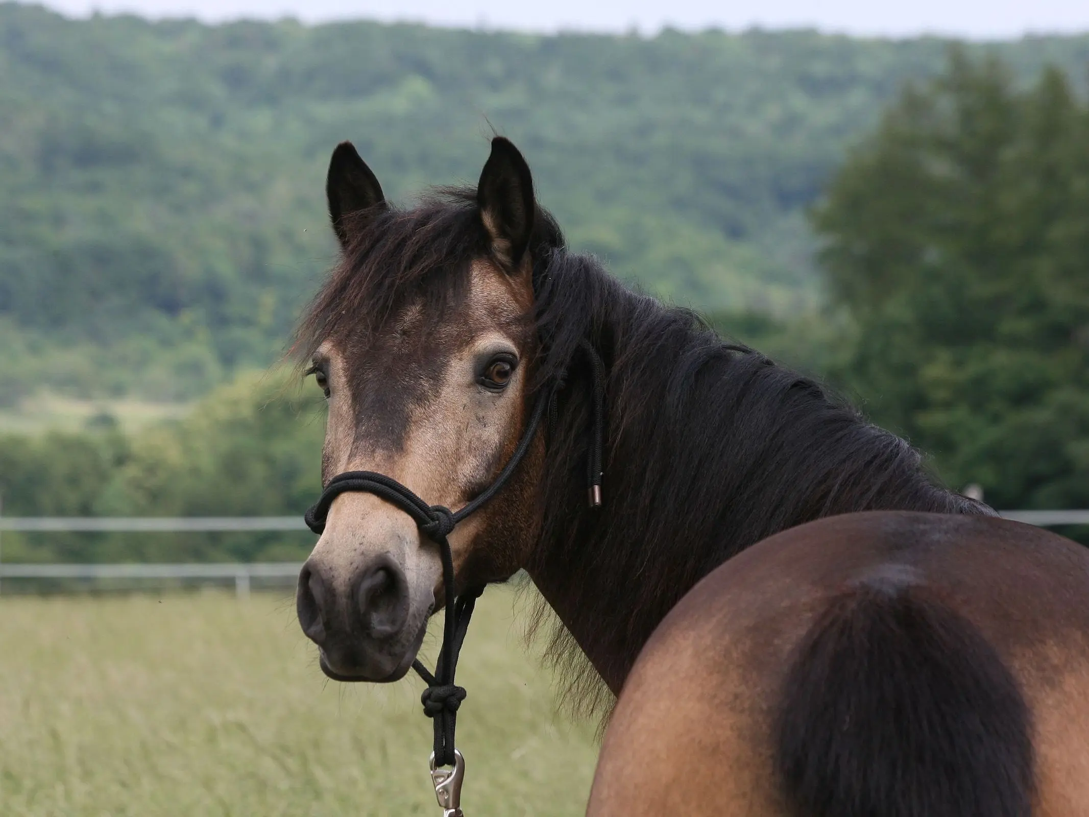 Sooty buckskin horse