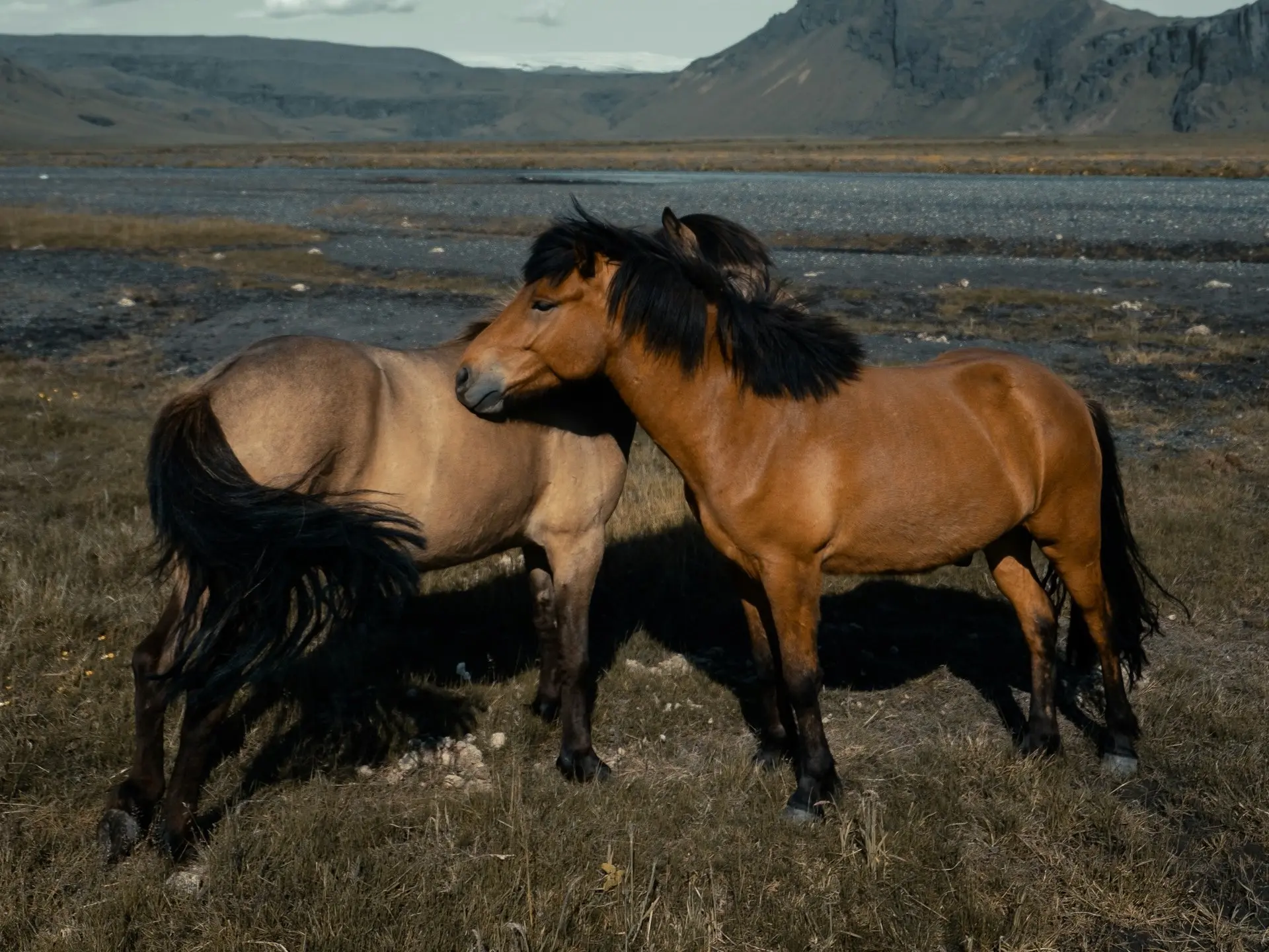 Yellow dun and buckskin horses