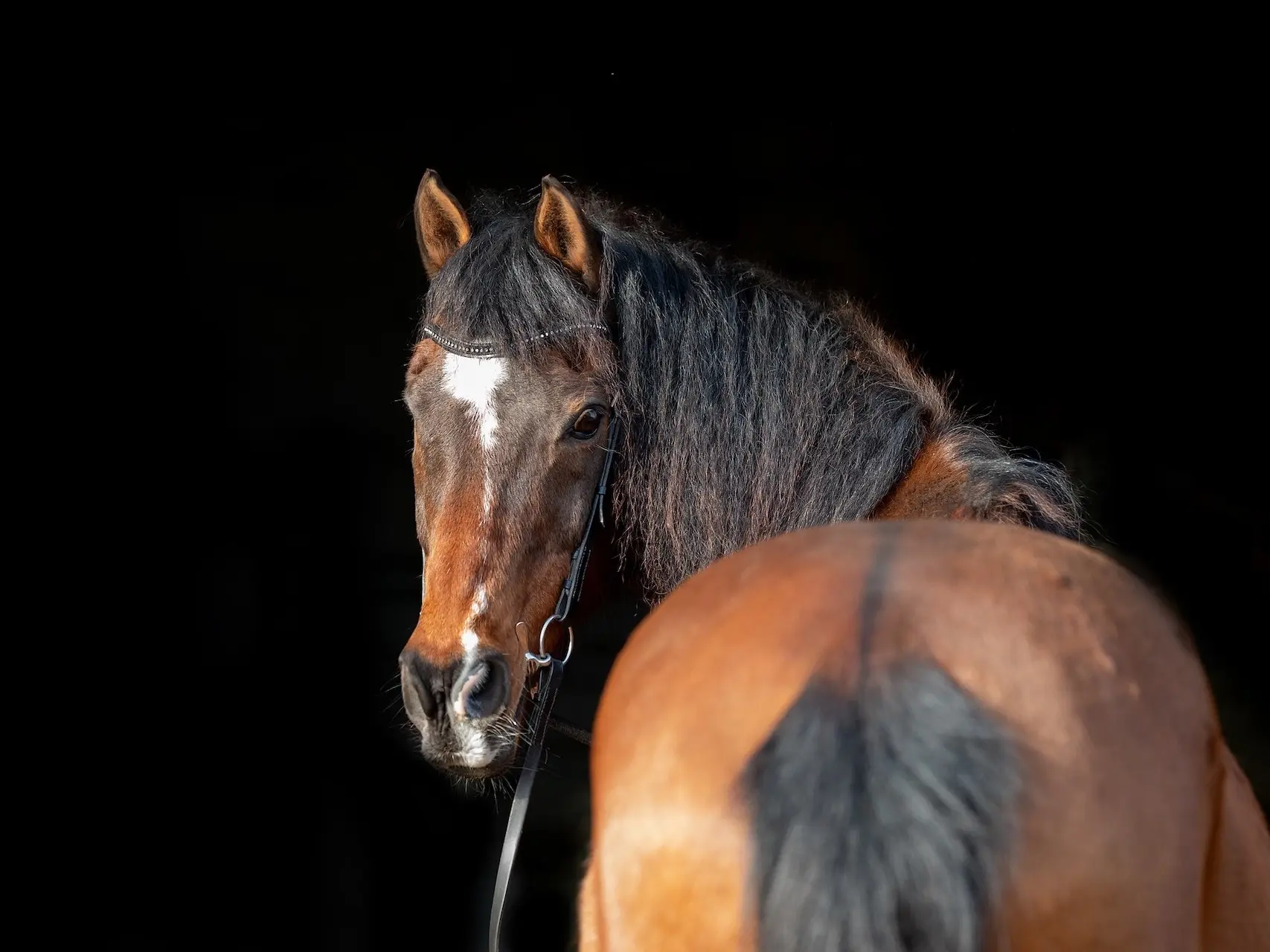 Yellow dun horse