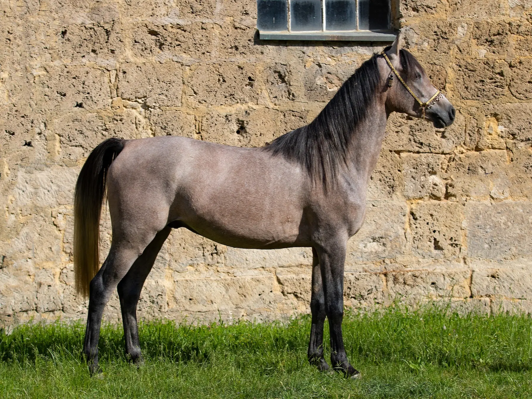 Bay grey horse