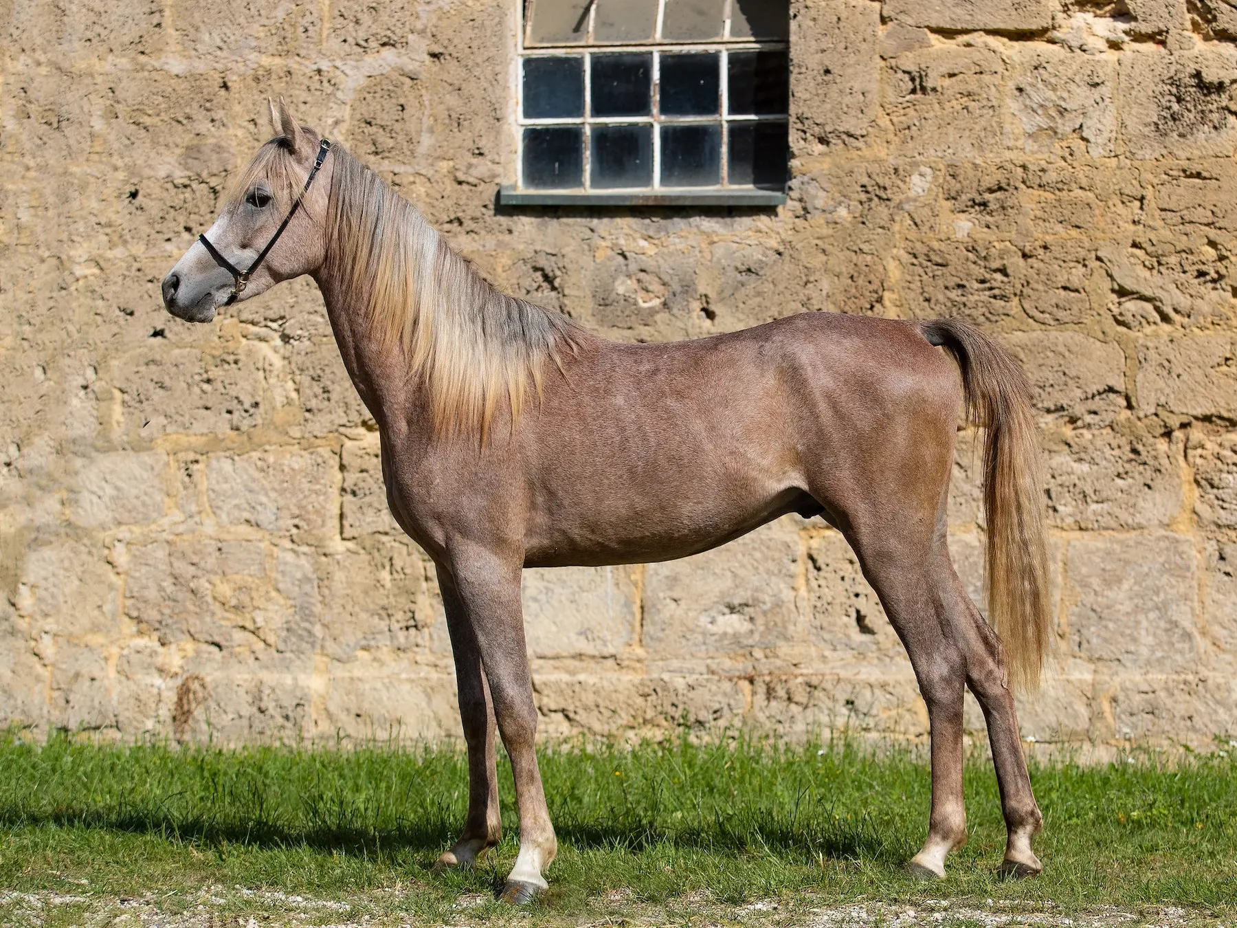 Bay grey horse