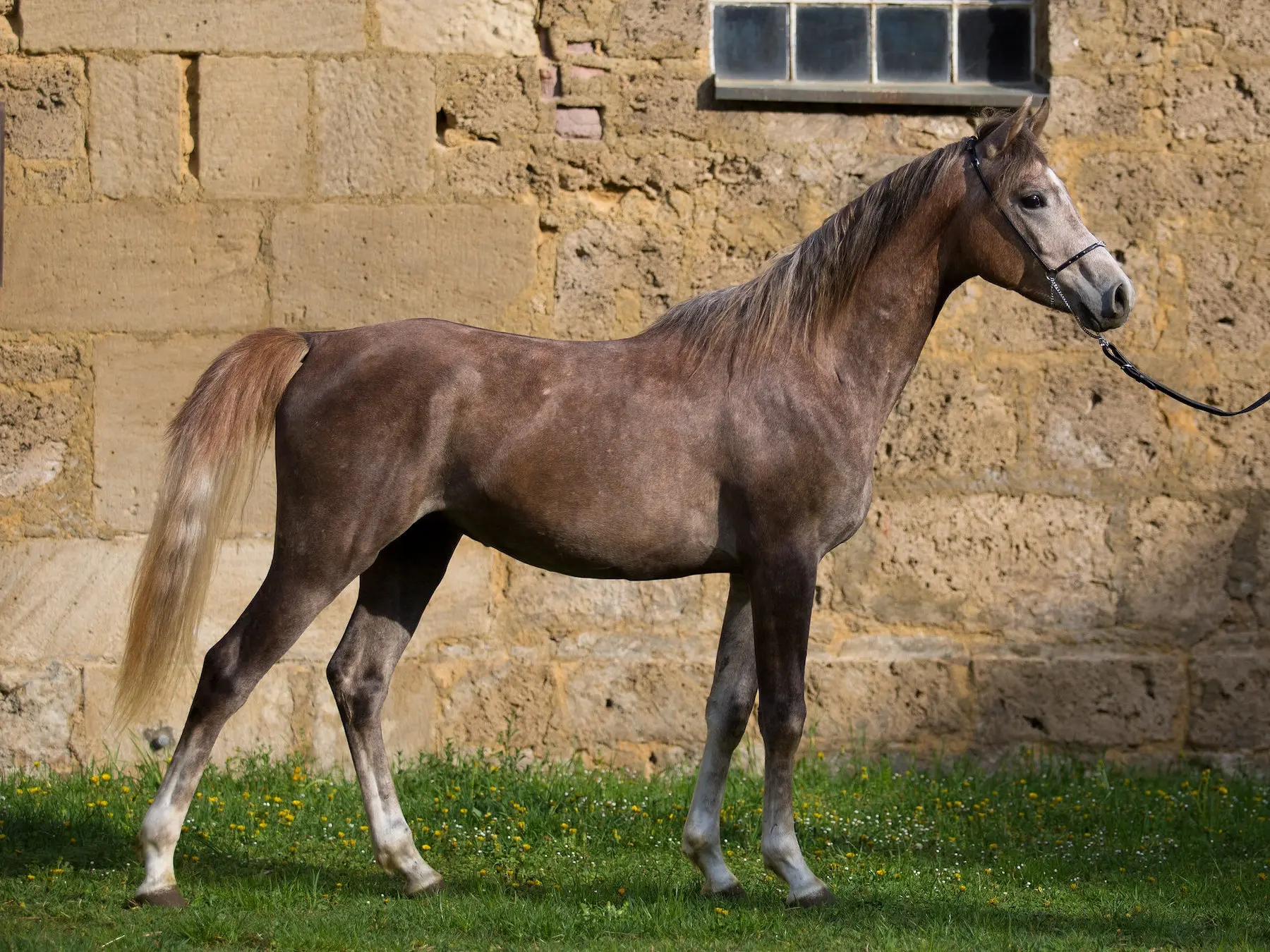 Bay grey horse