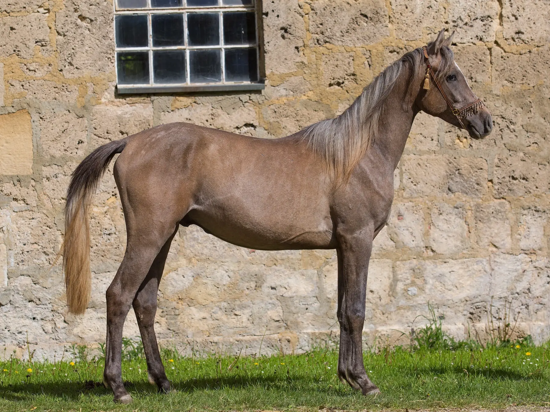 Seal grey horse