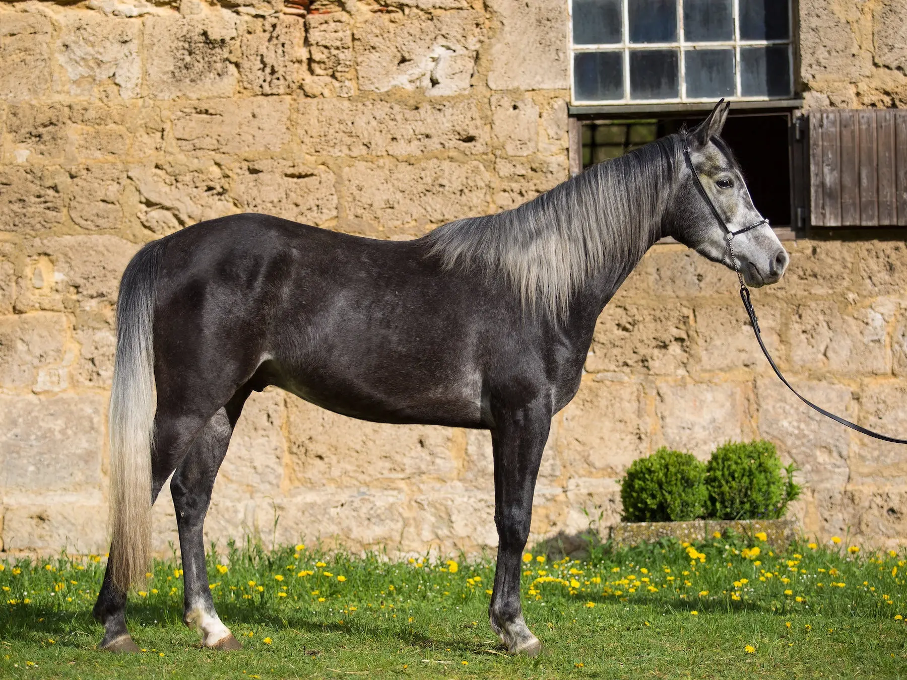 Black grey horse