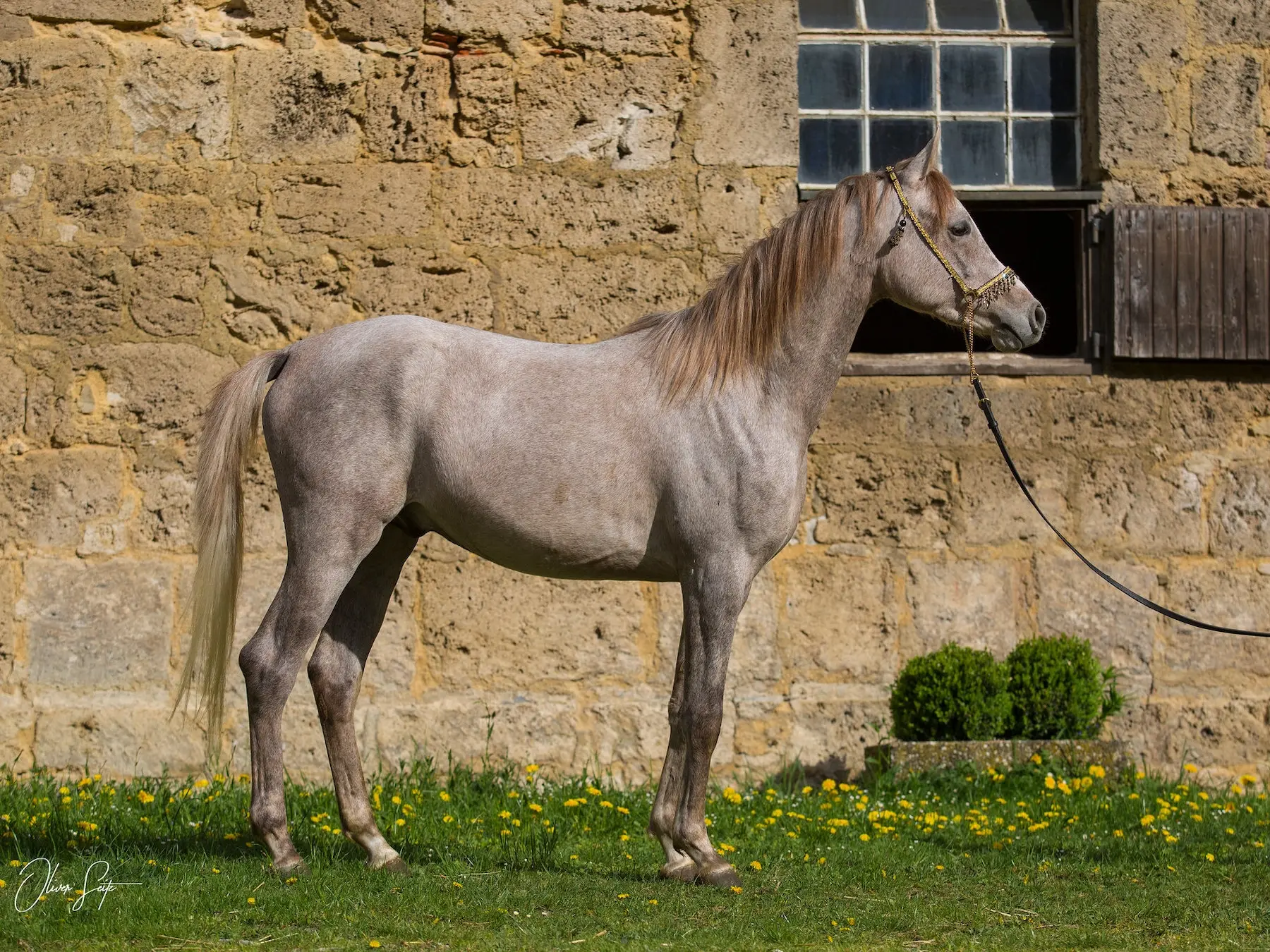 Chestnut grey horse