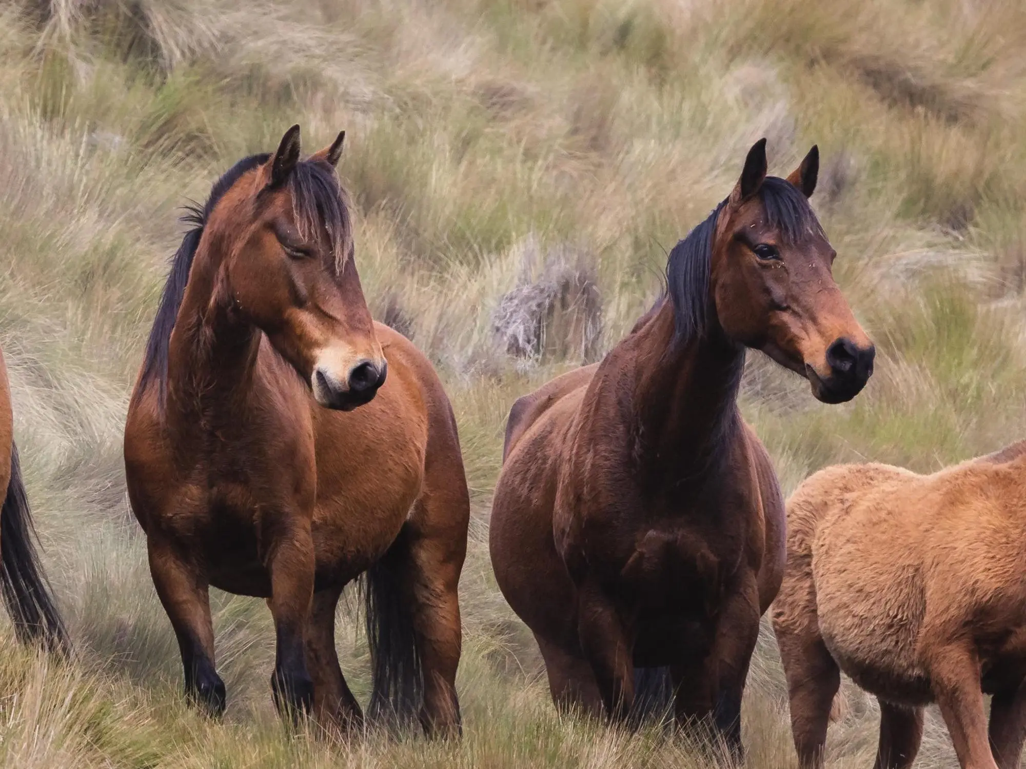 Mealy vs. Non-Mealy Horse