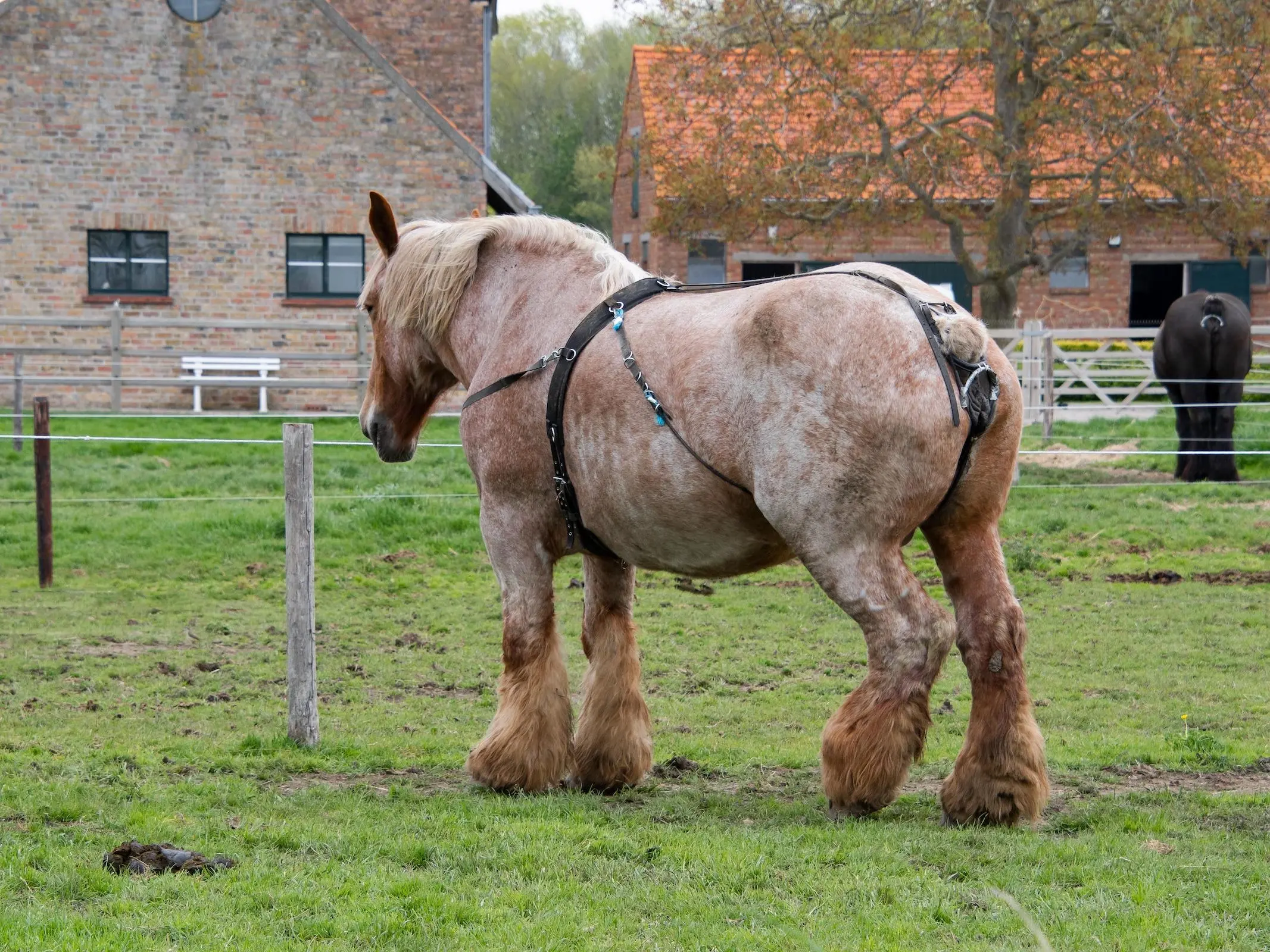 Horse with roaning pattern