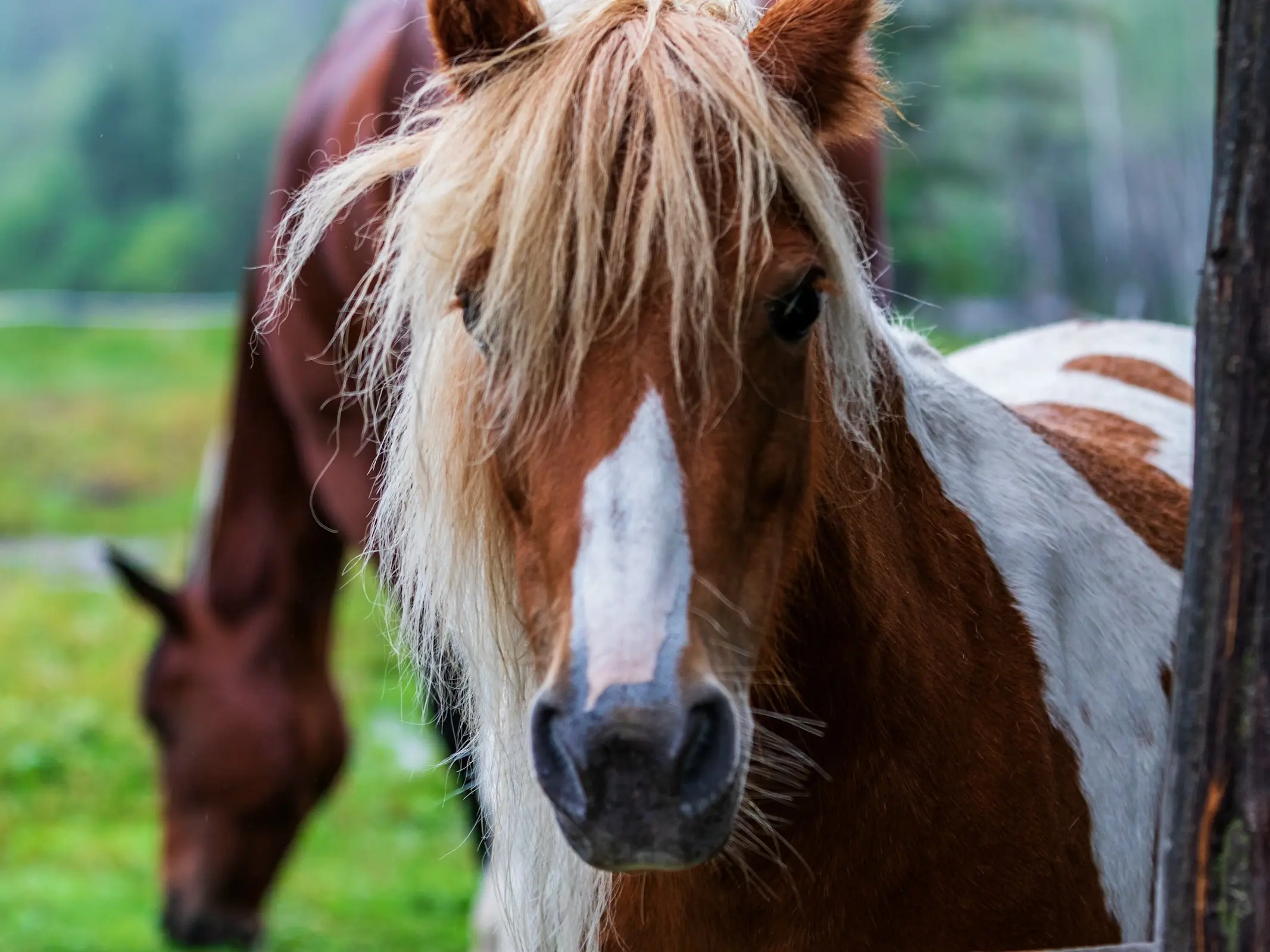 Horse face marking in the summer