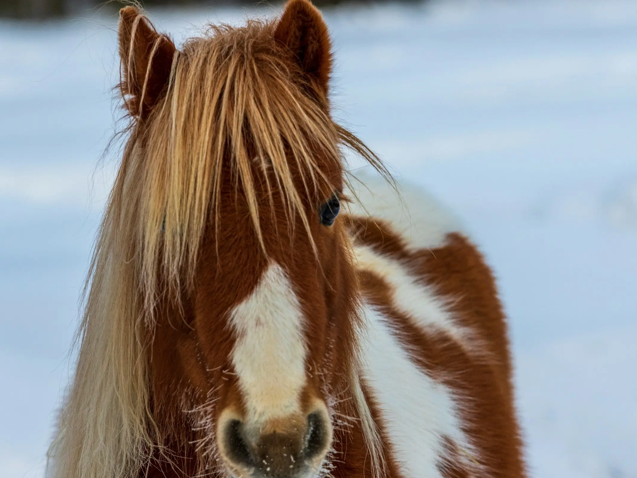 Horse face marking in the winter