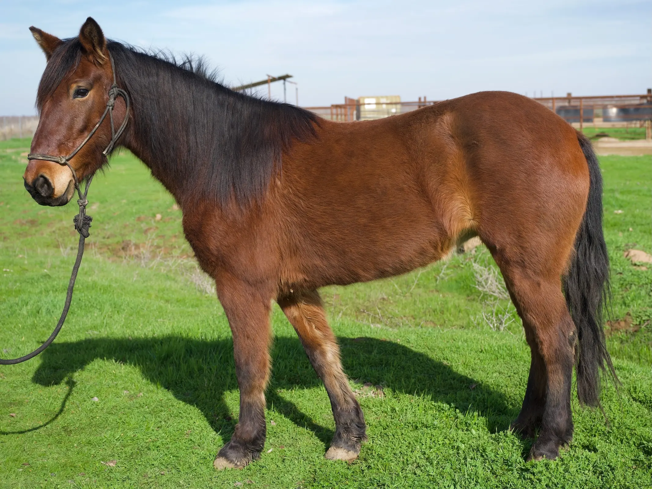 Comstock Horse