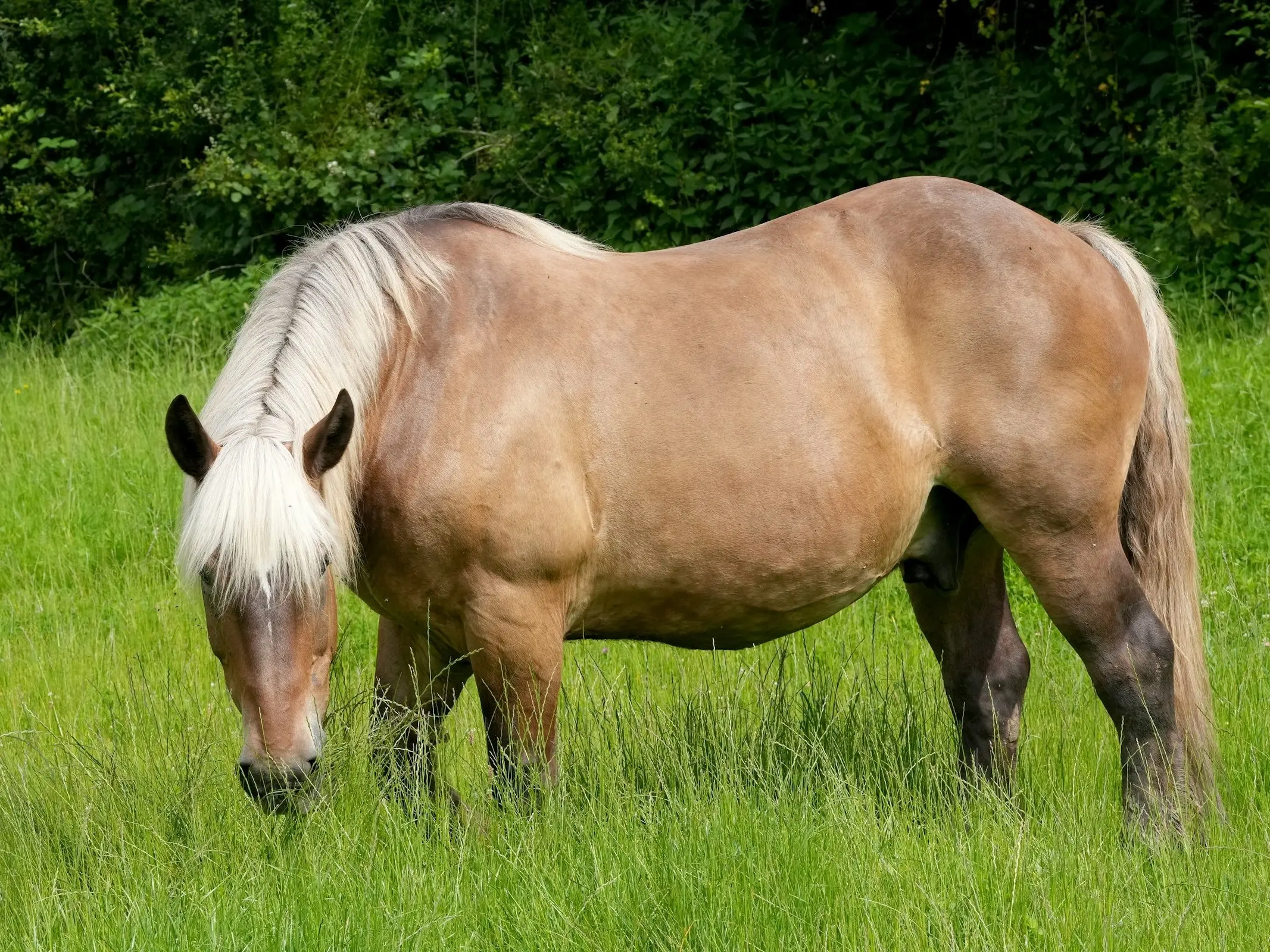 Comtois horse