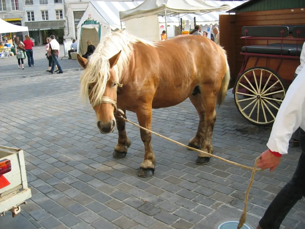 Horse