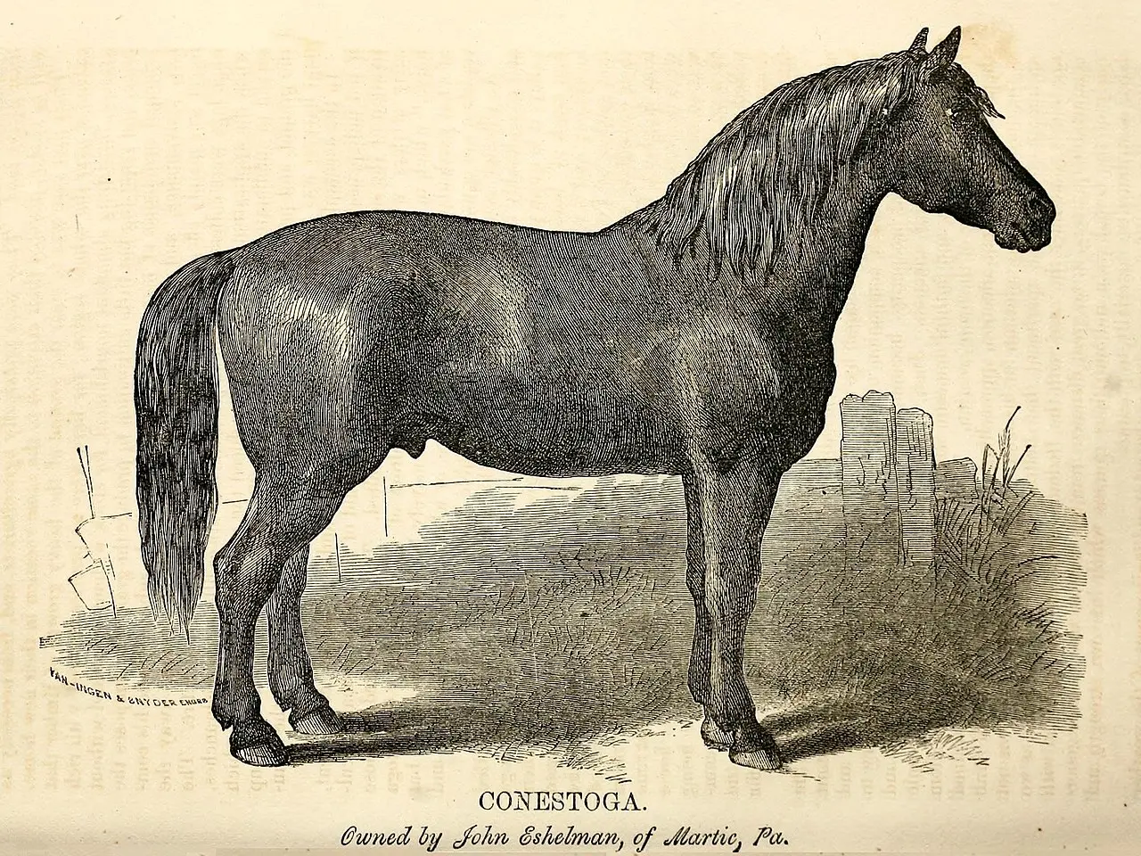 Conestoga Horse