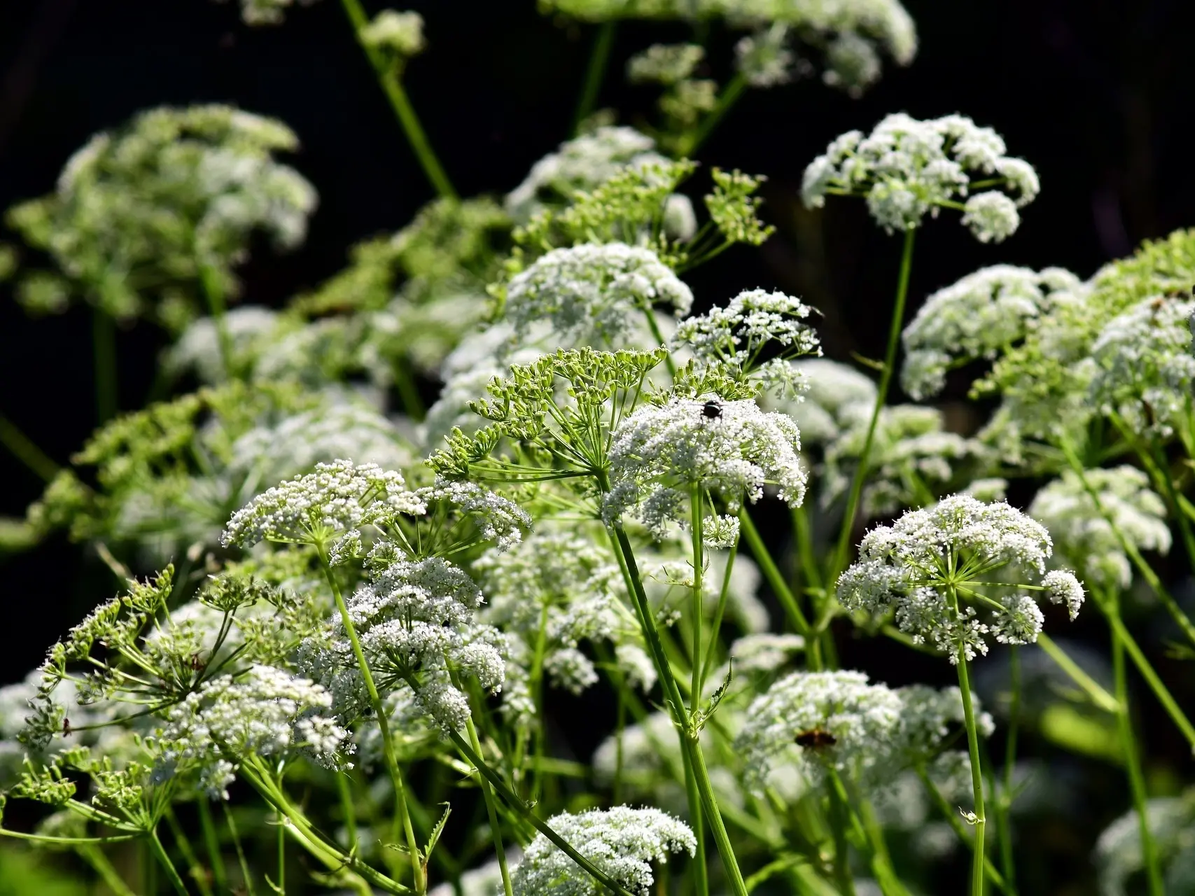 Elephant Parsley