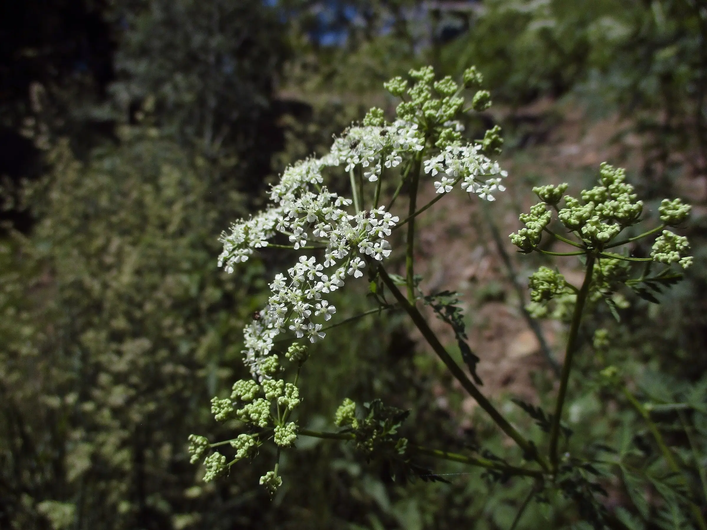 Hemlock