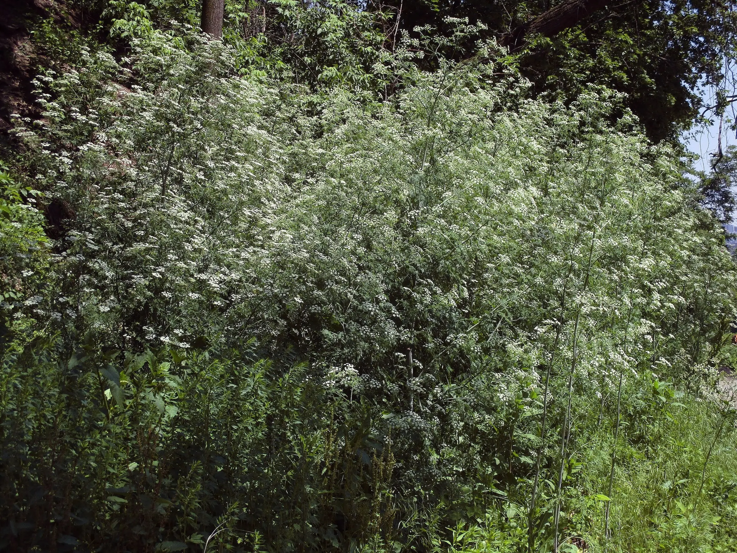 Hemlock