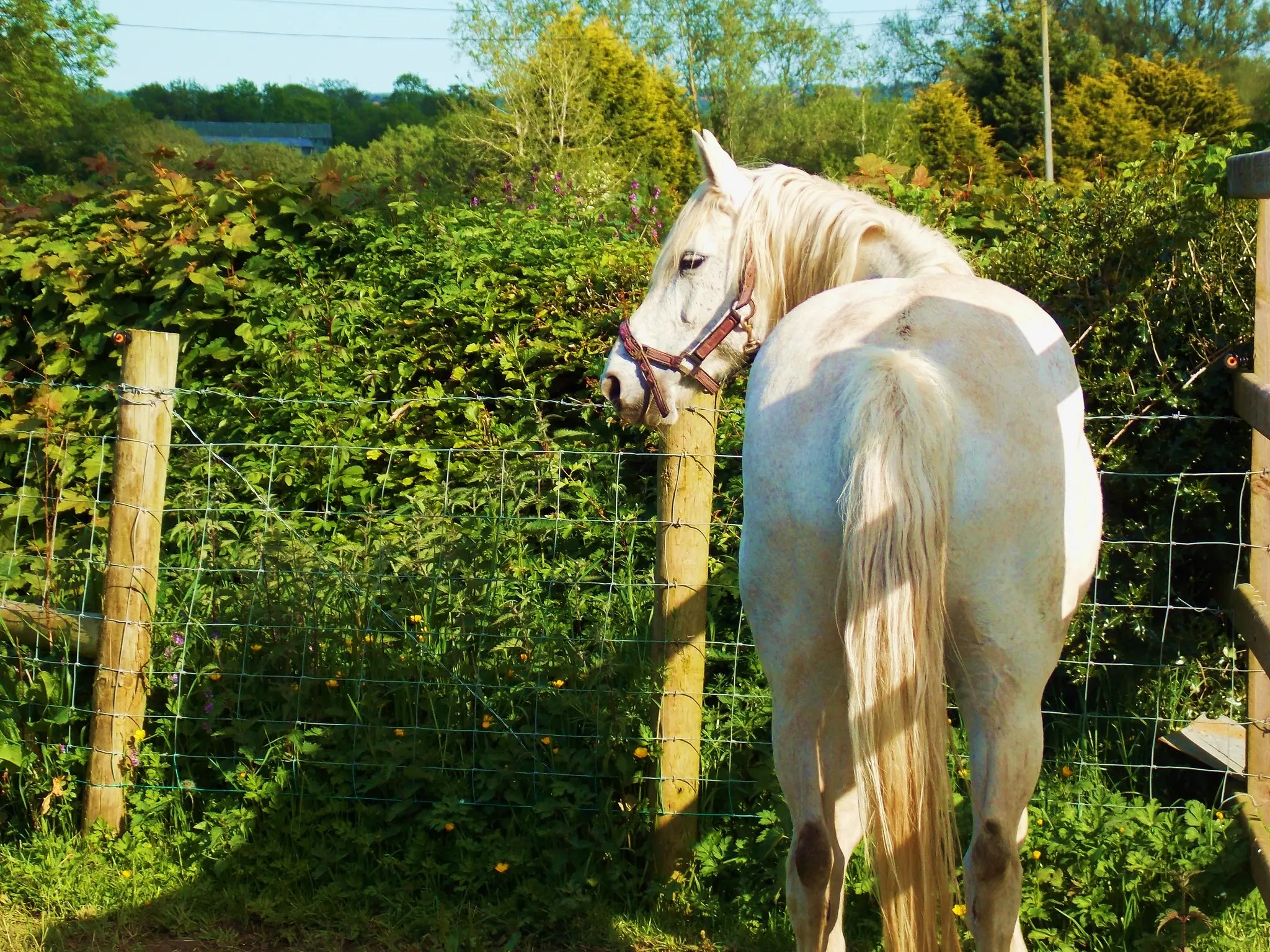 Connemara Pony