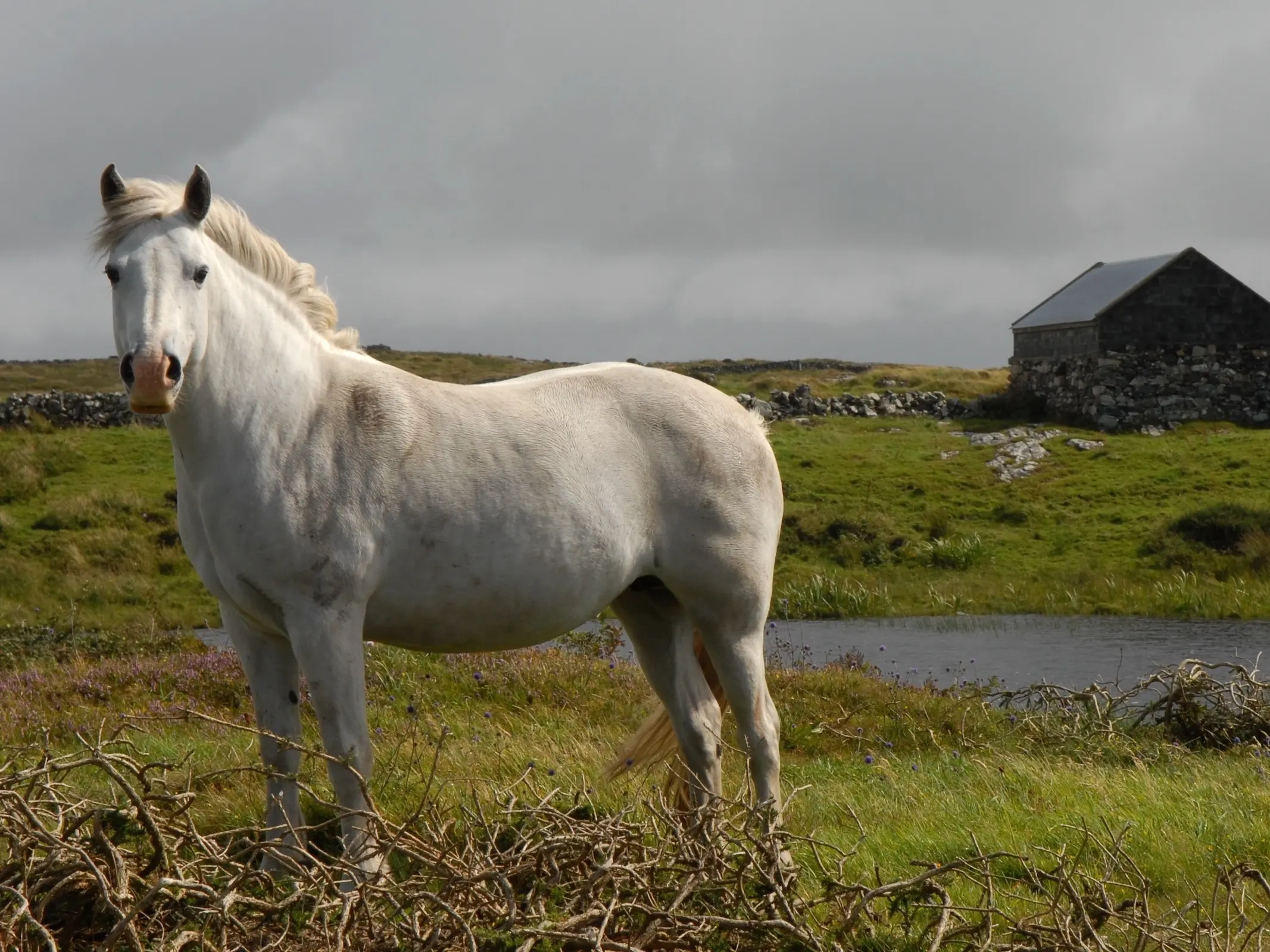 Connemara Pony