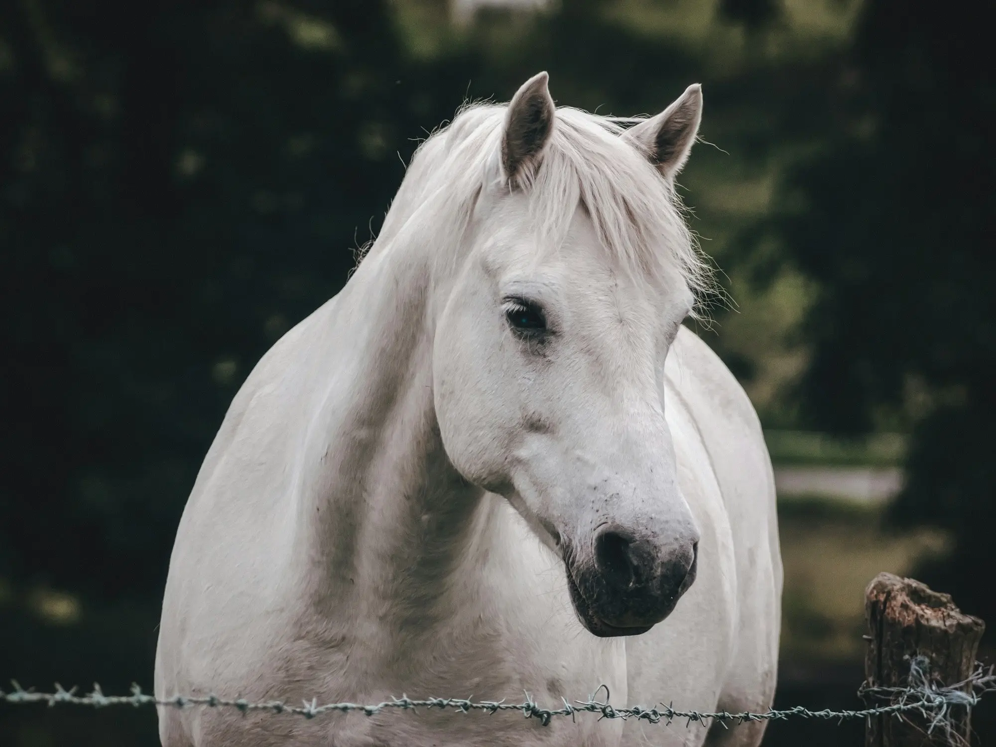 Connemara Pony