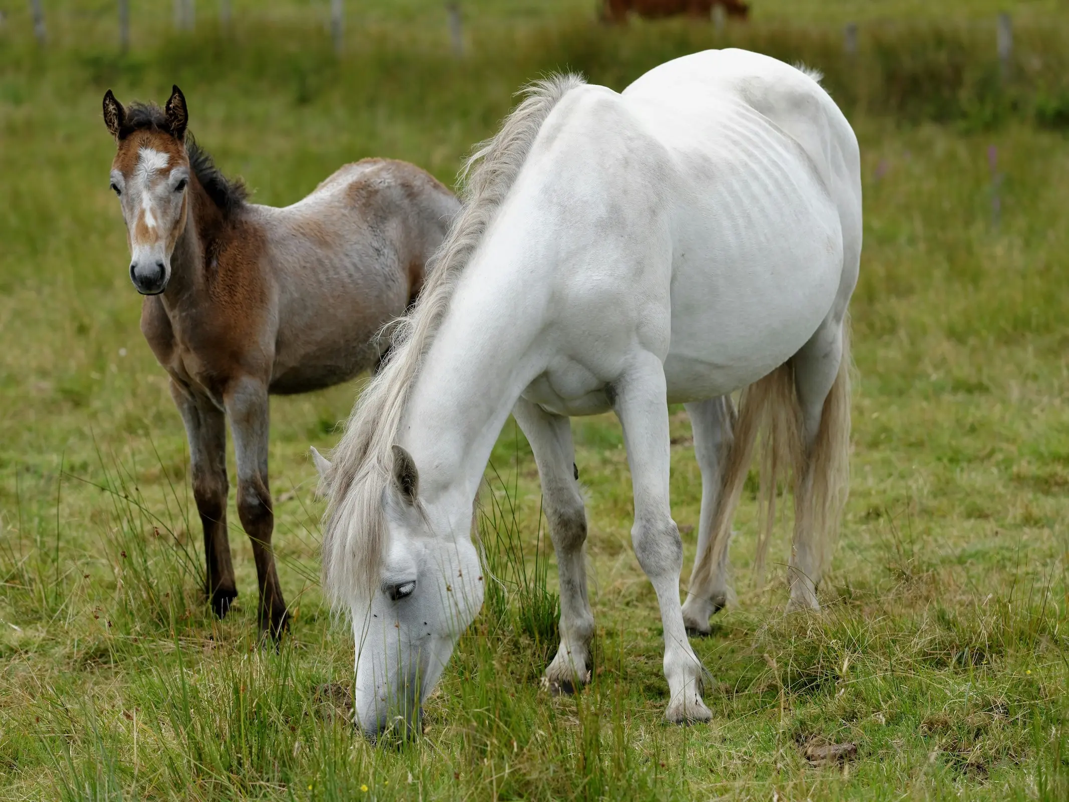 Connemara Pony