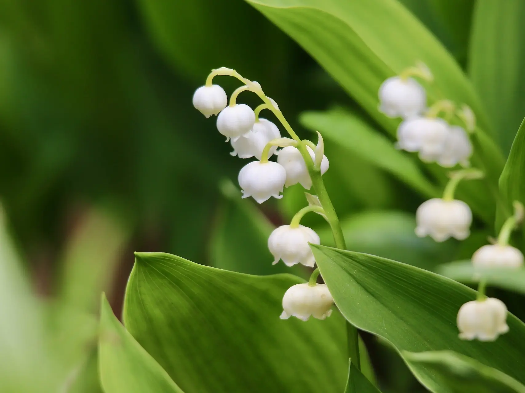 Lily of the Valley