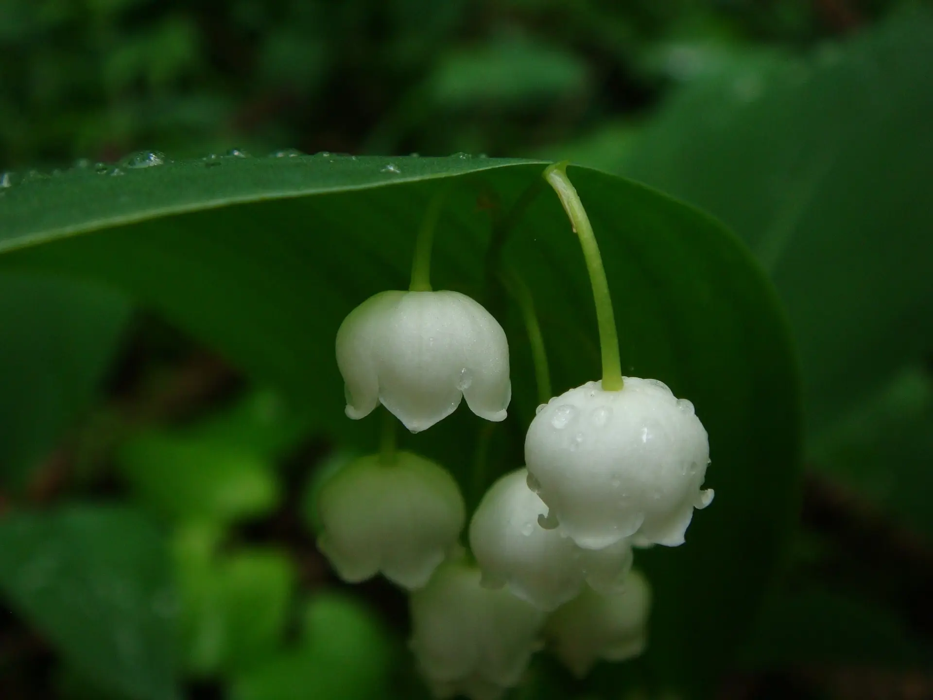 Lily of the Valley