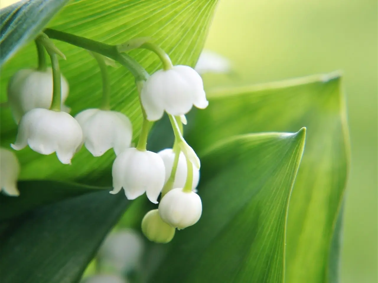 Lily of the Valley