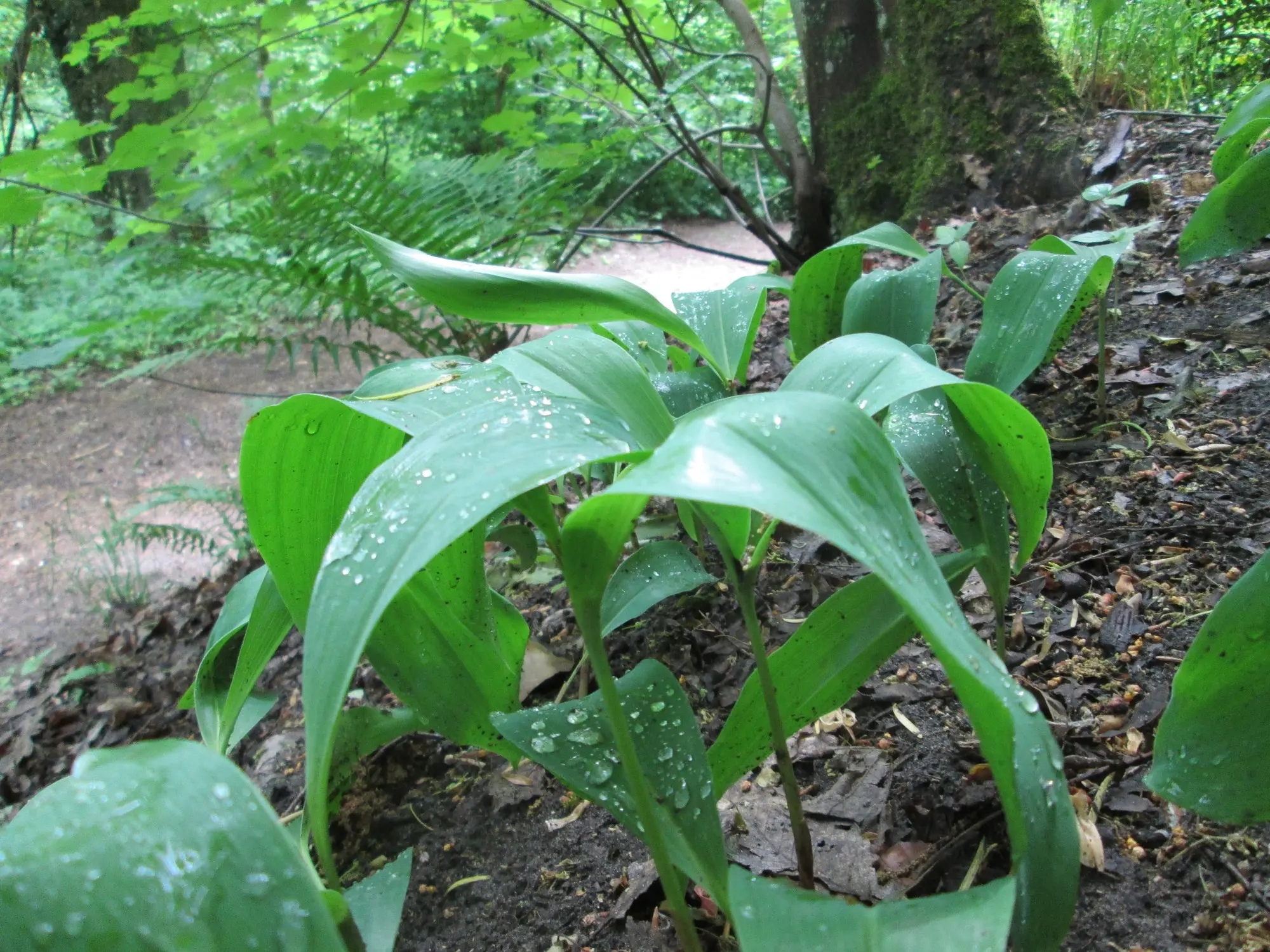 Lily of the Valley