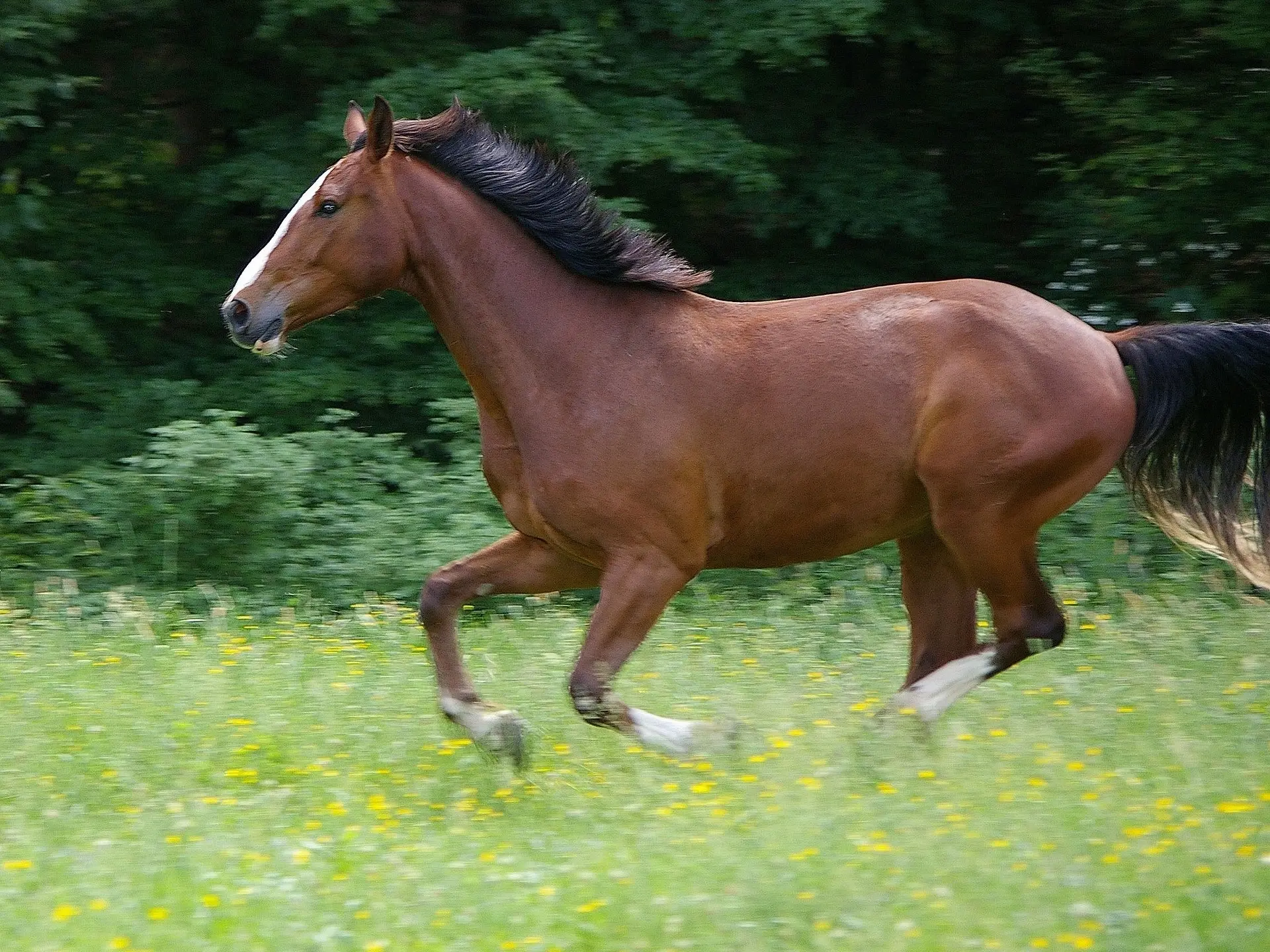 Copper bay horse