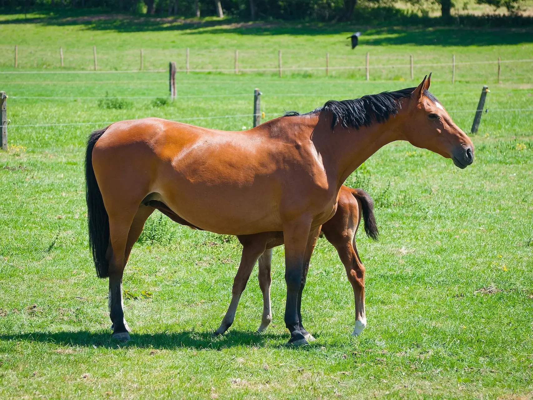 Copper bay horse