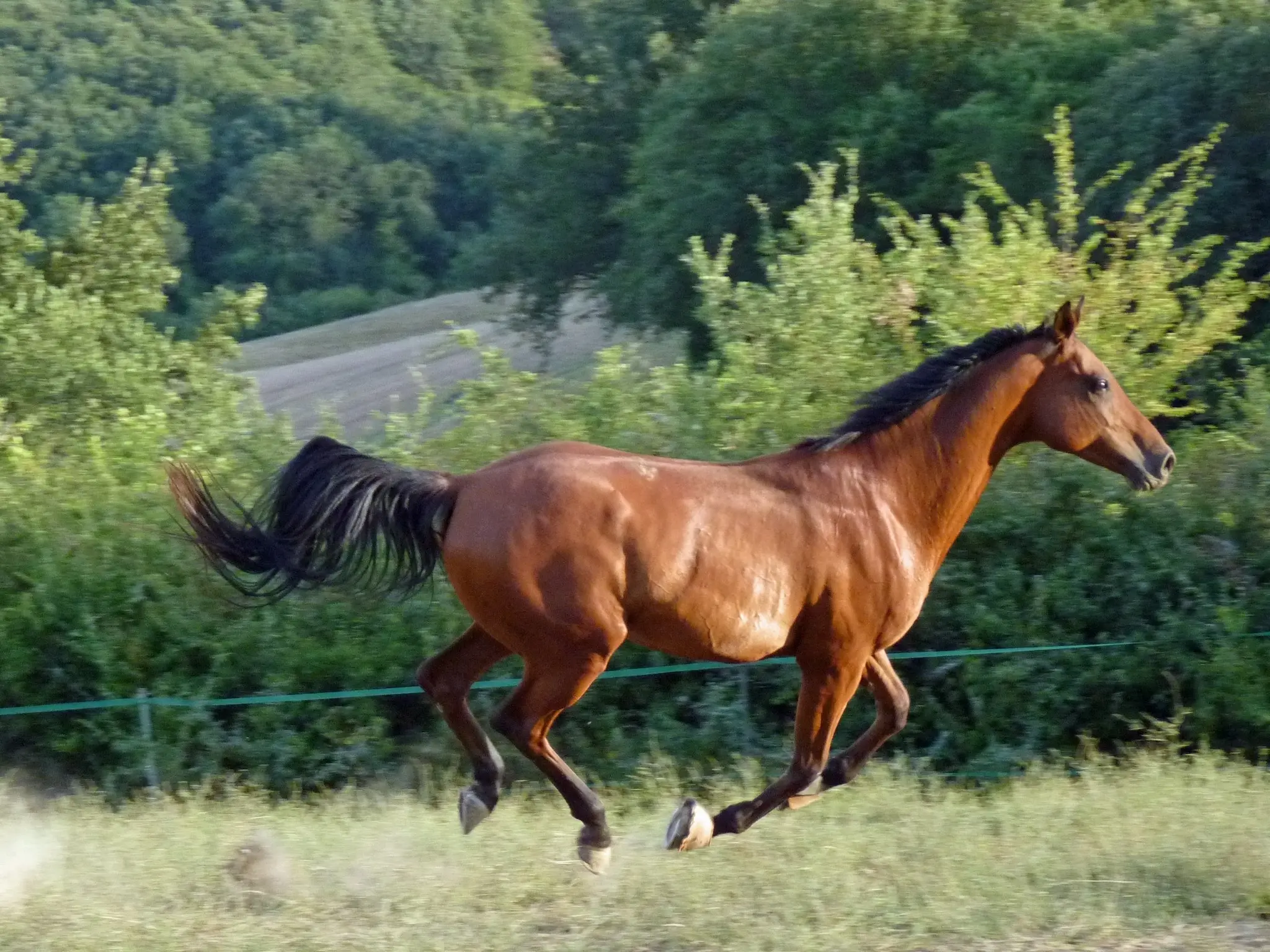 Copper bay horse