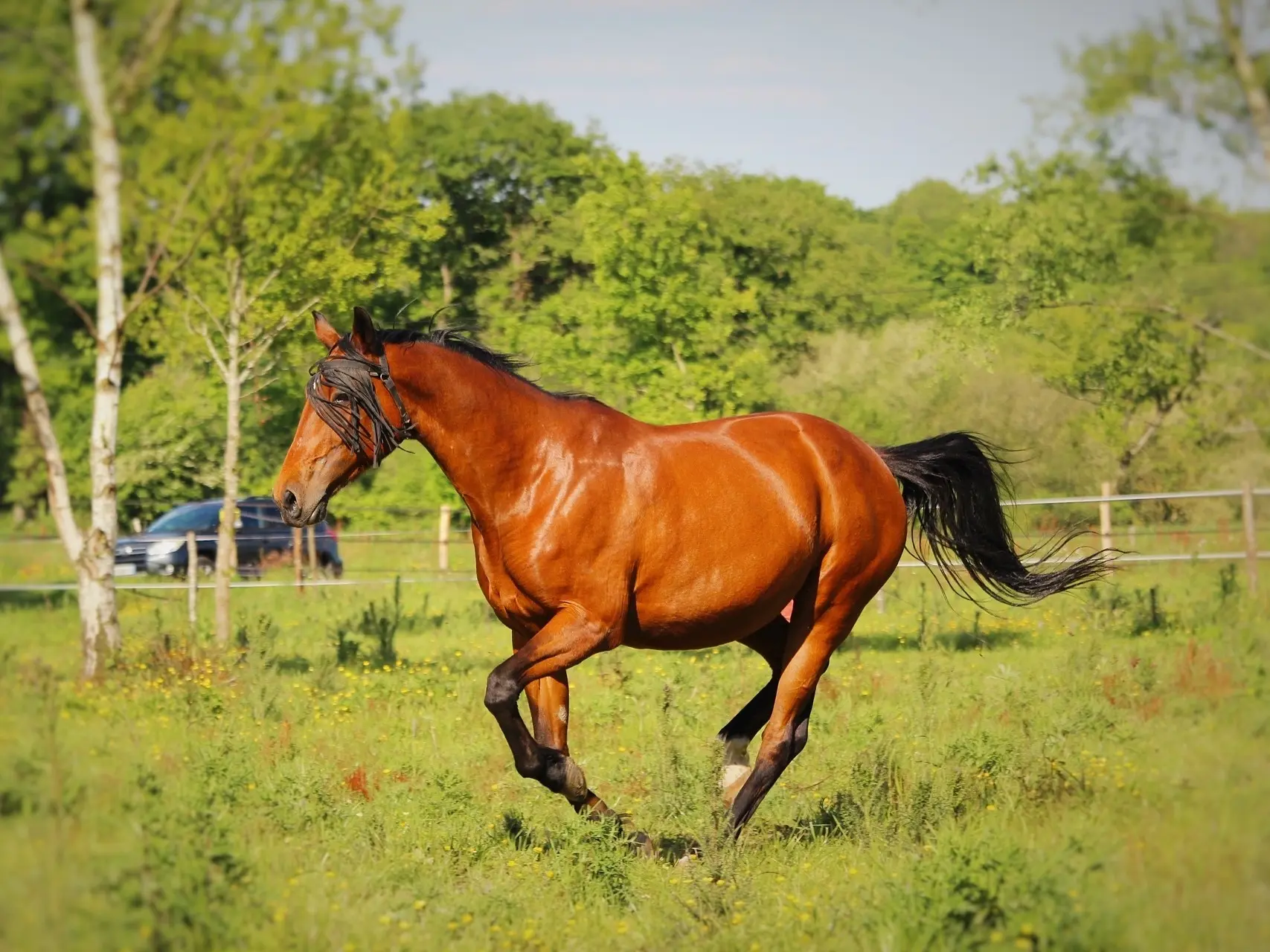 Copper bay horse