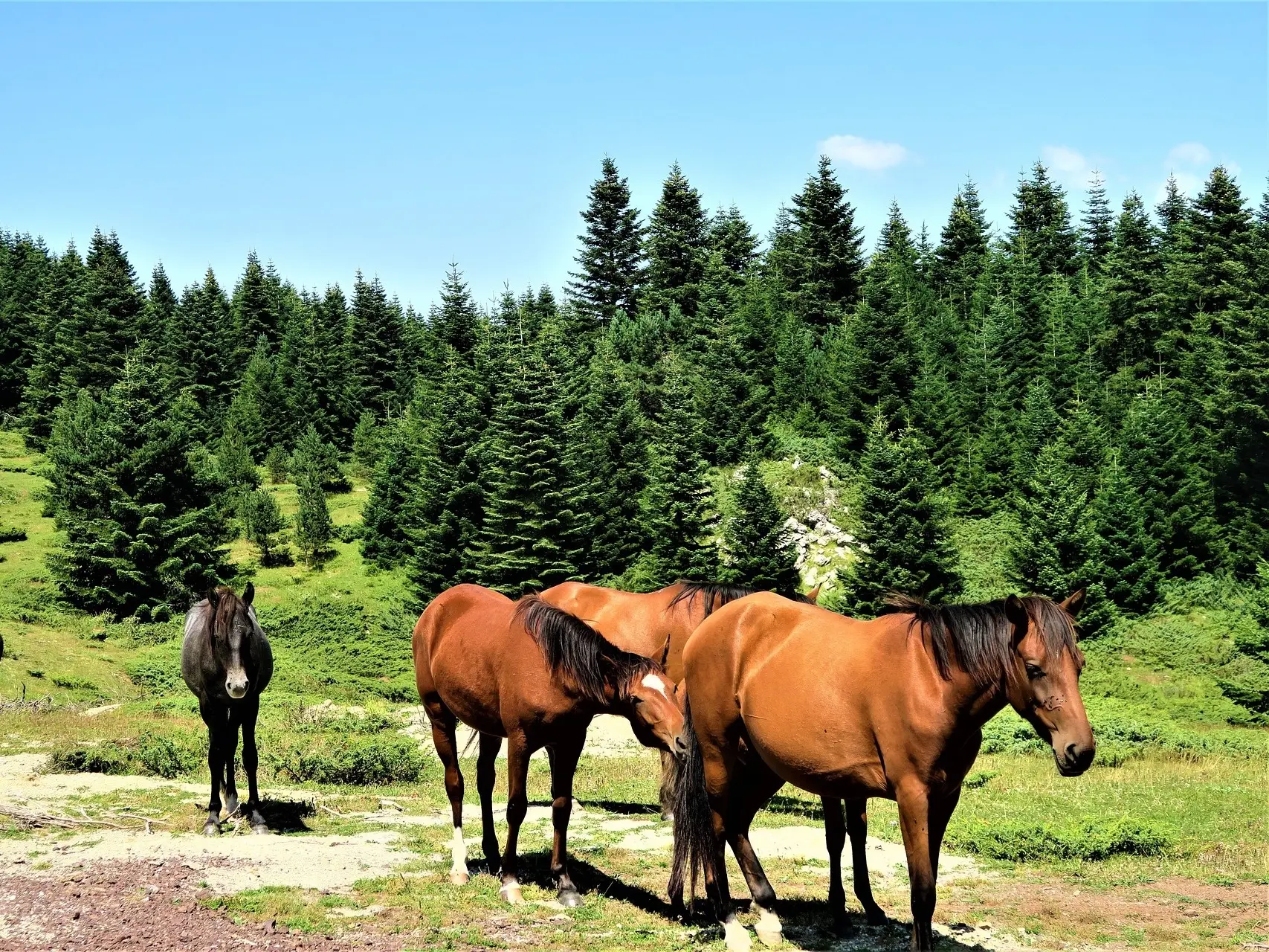 Copper bay horse