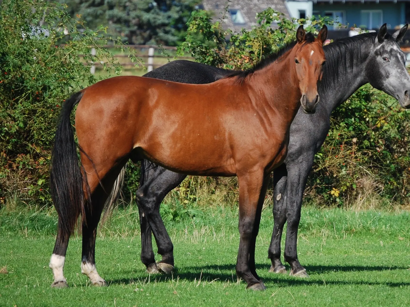 Copper bay horse