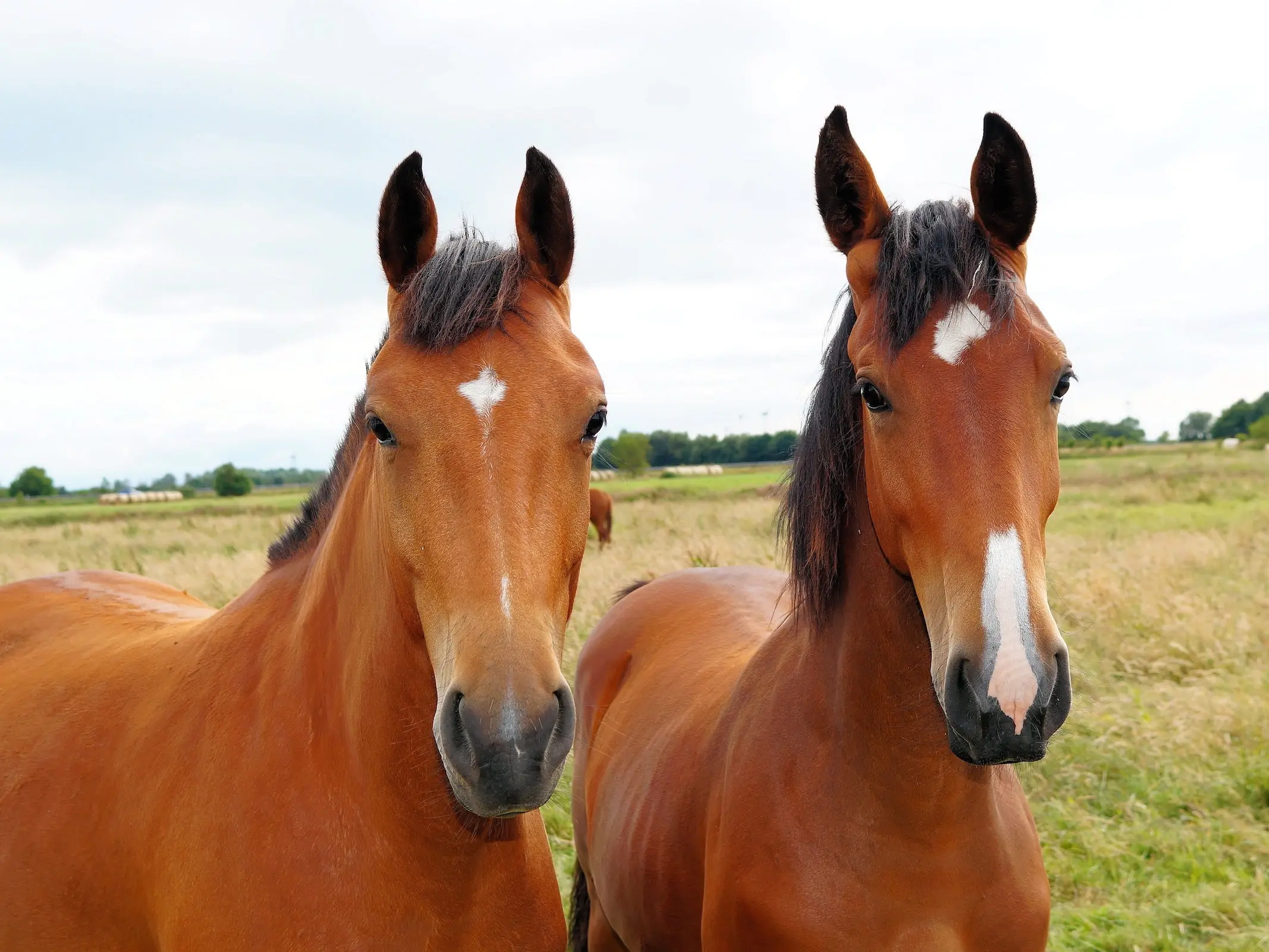 Copper bay horse