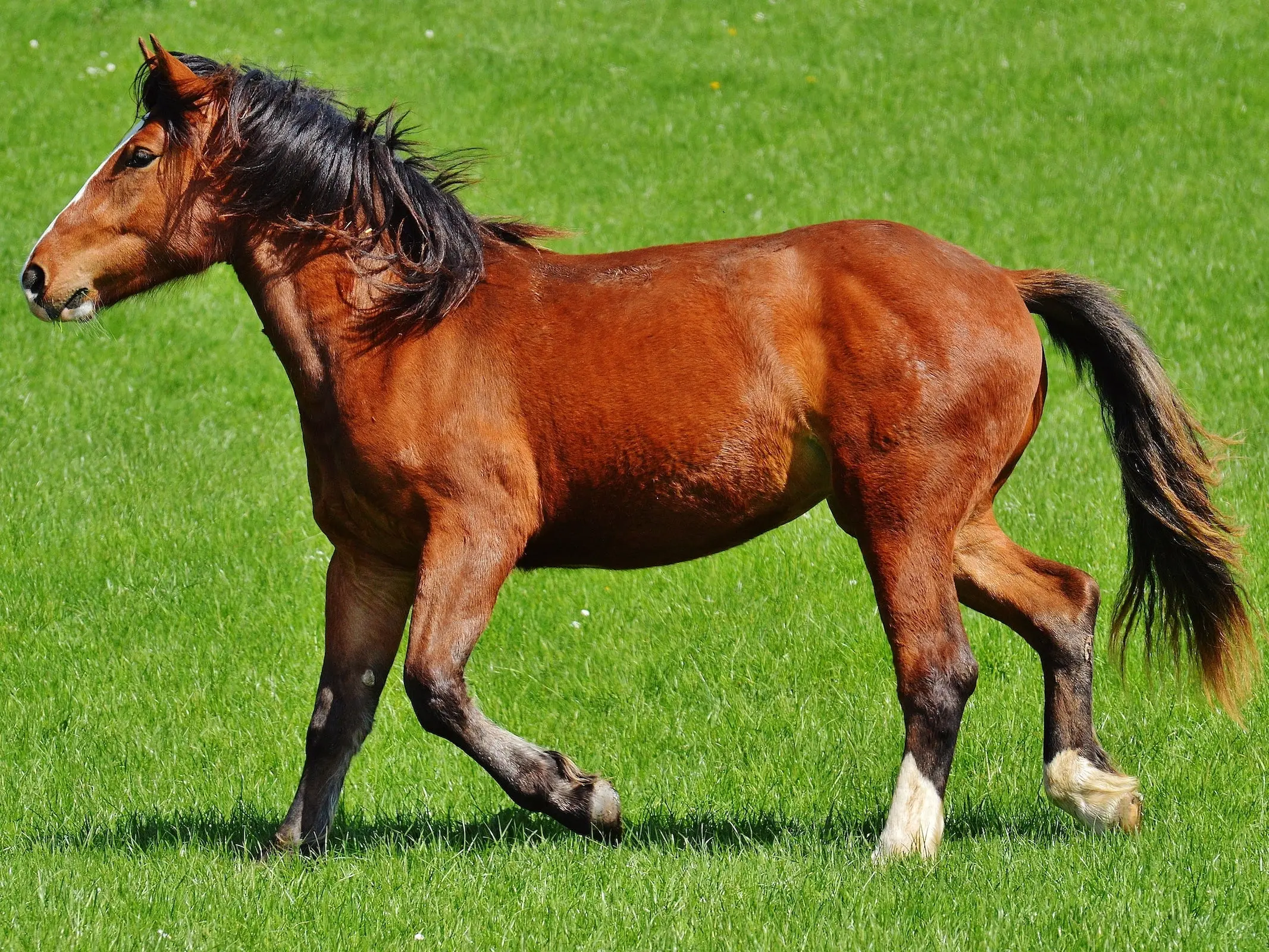 Copper bay horse