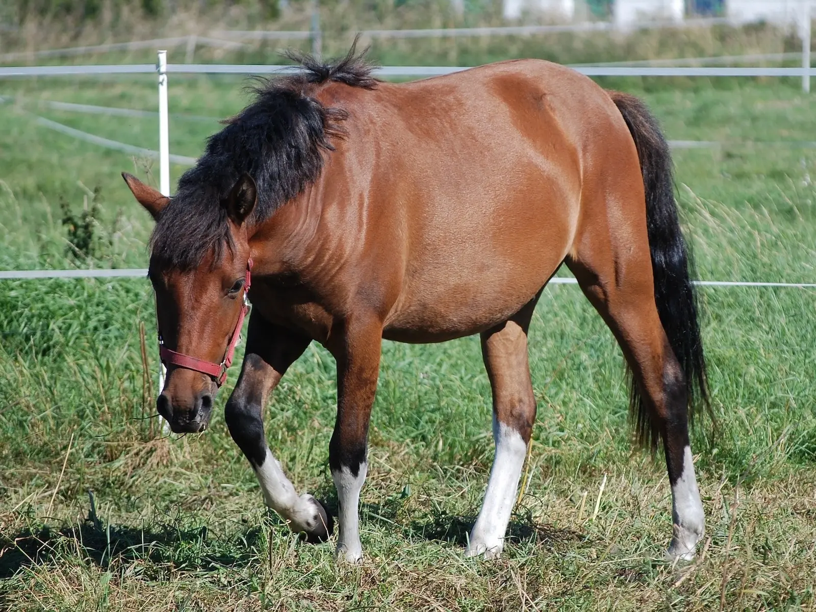 Copper bay horse