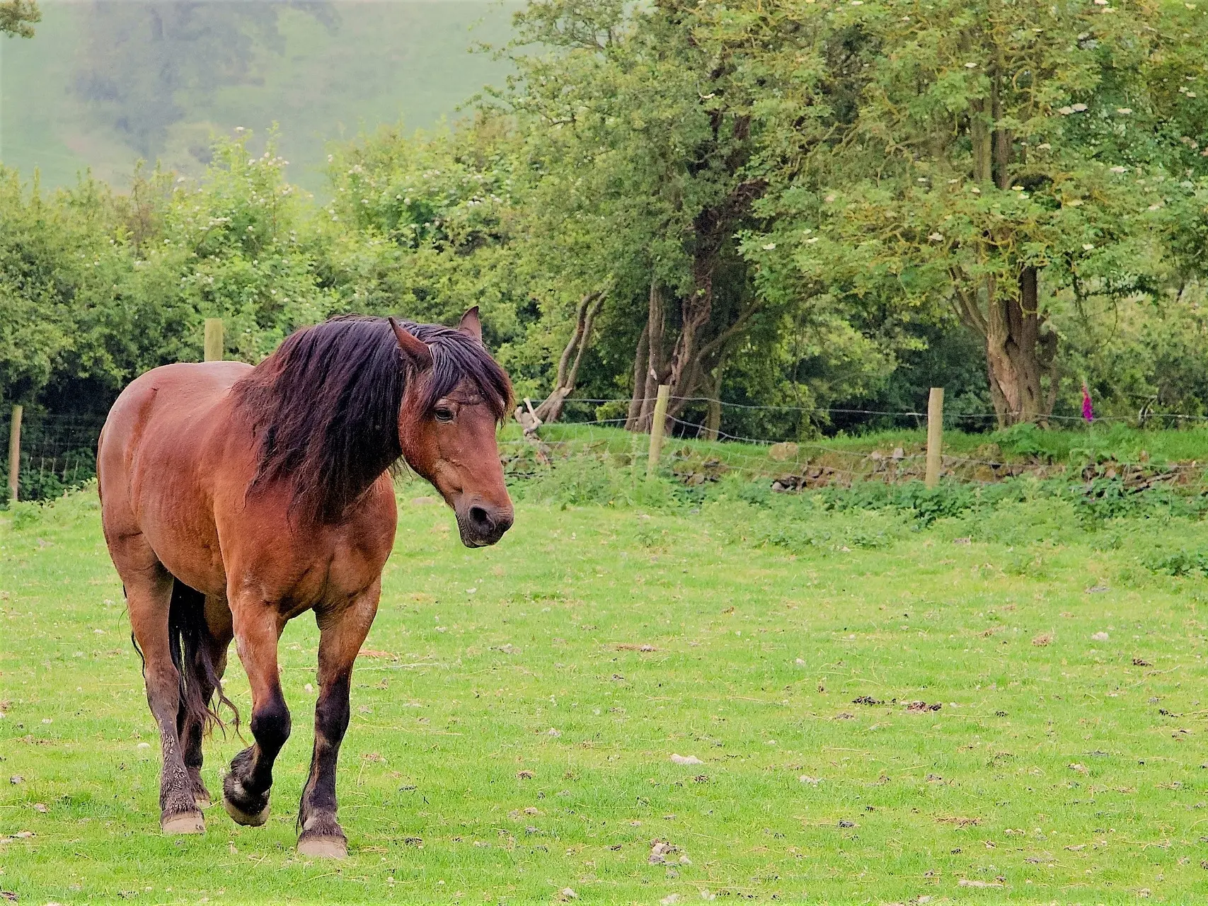 Copper bay horse