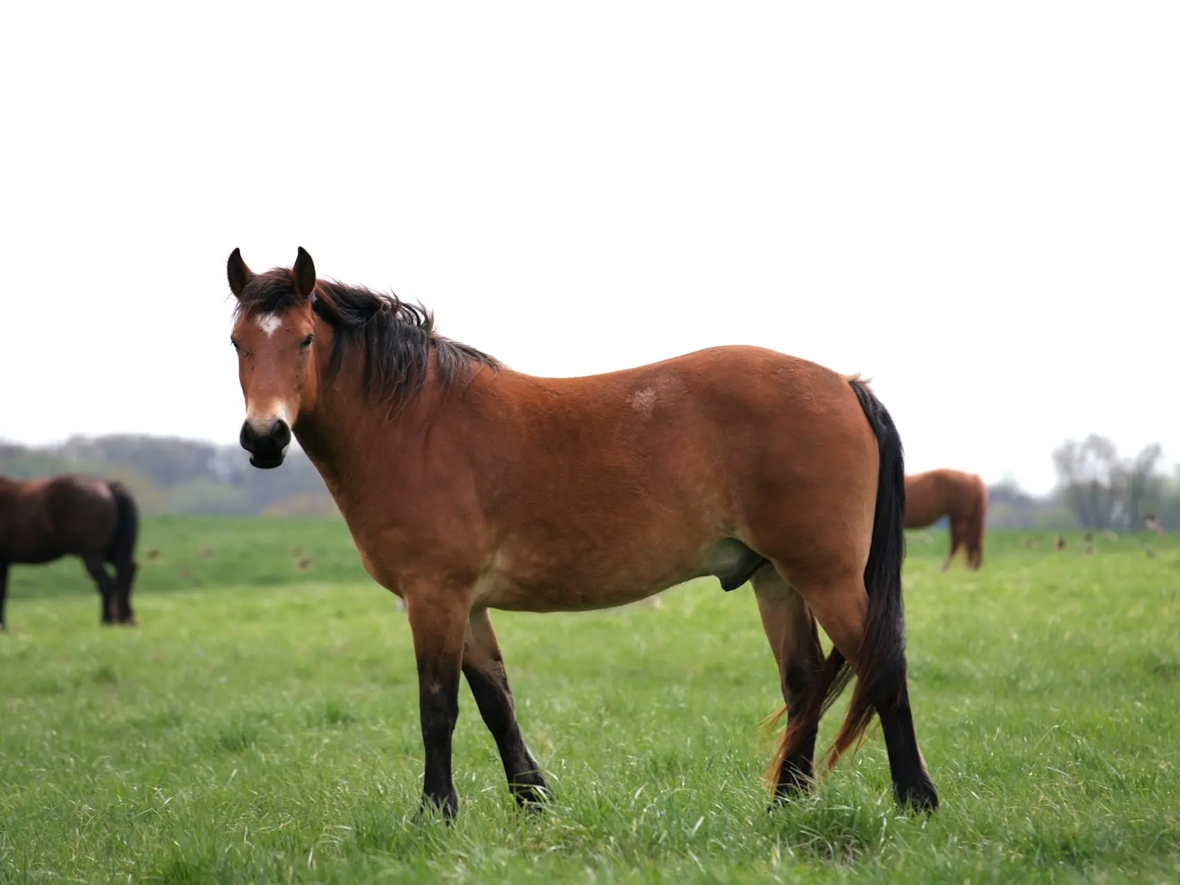 Copper bay horse