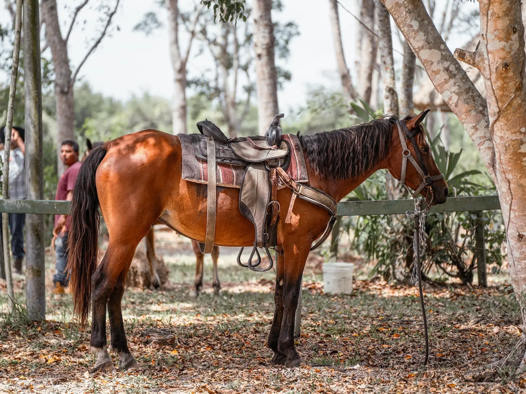 Copper bay horse