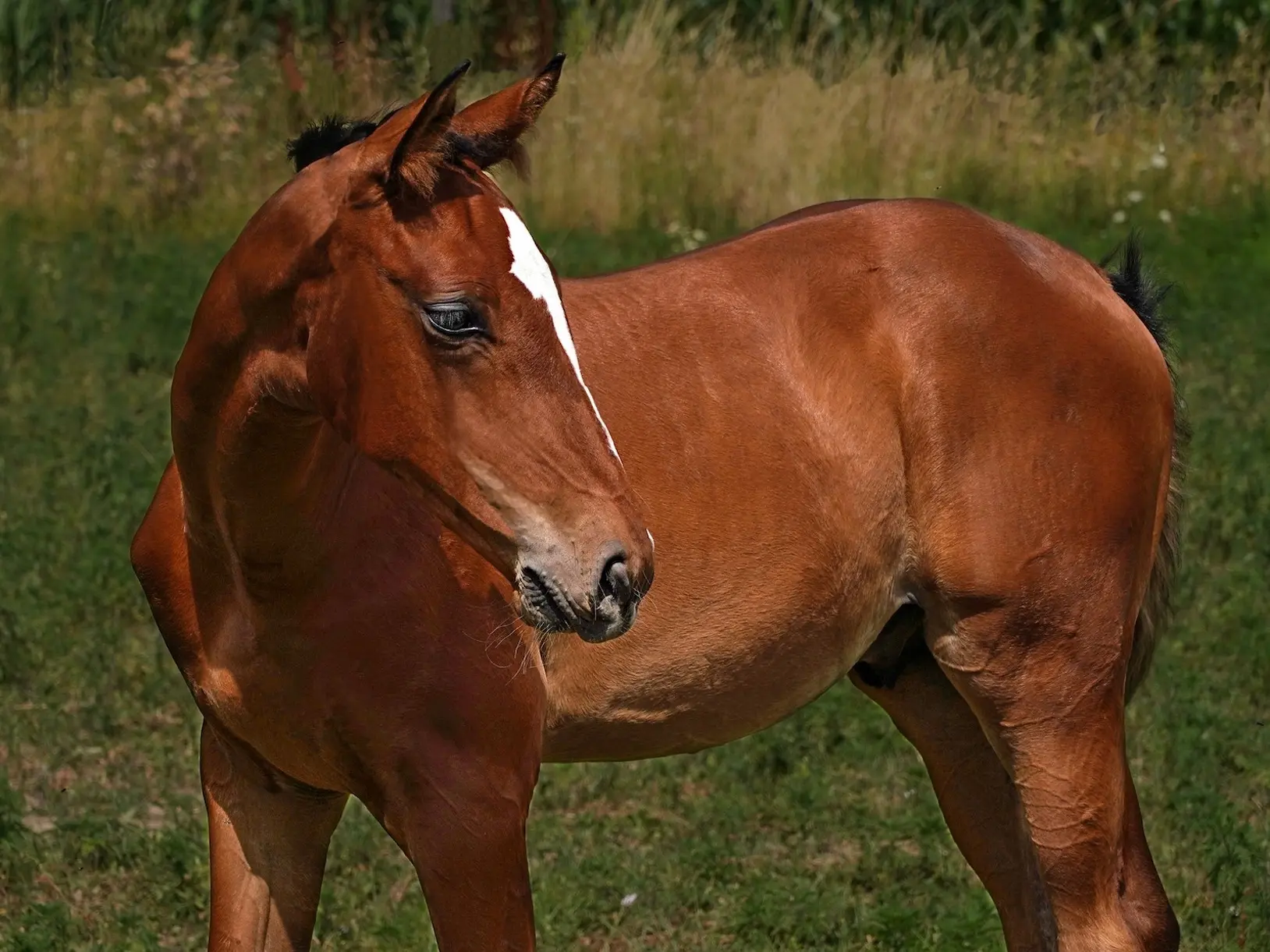 Copper bay horse