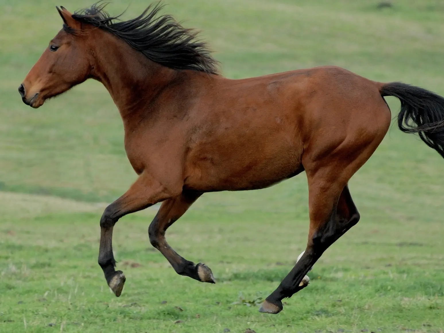 Copper bay horse