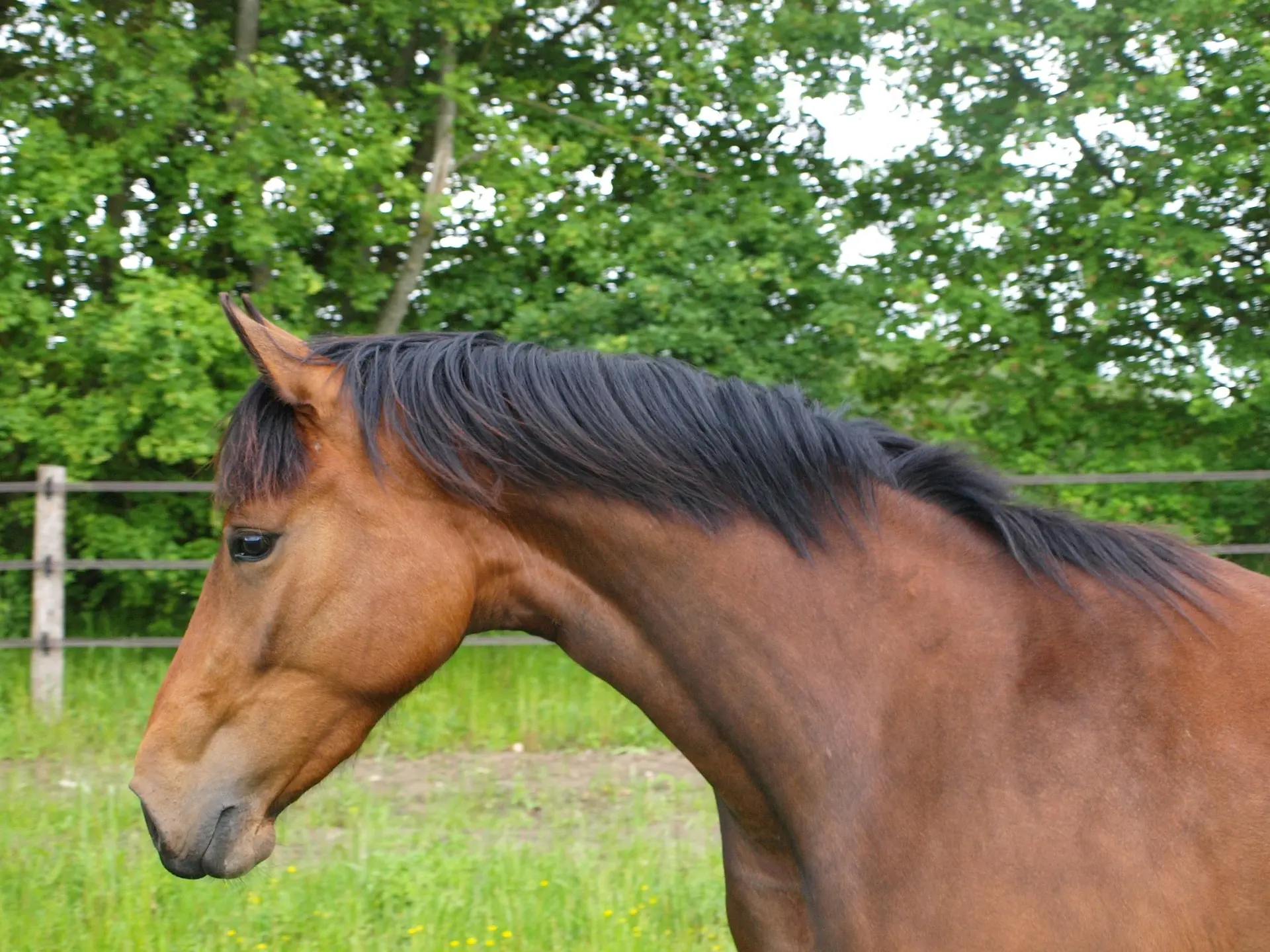 Copper bay horse