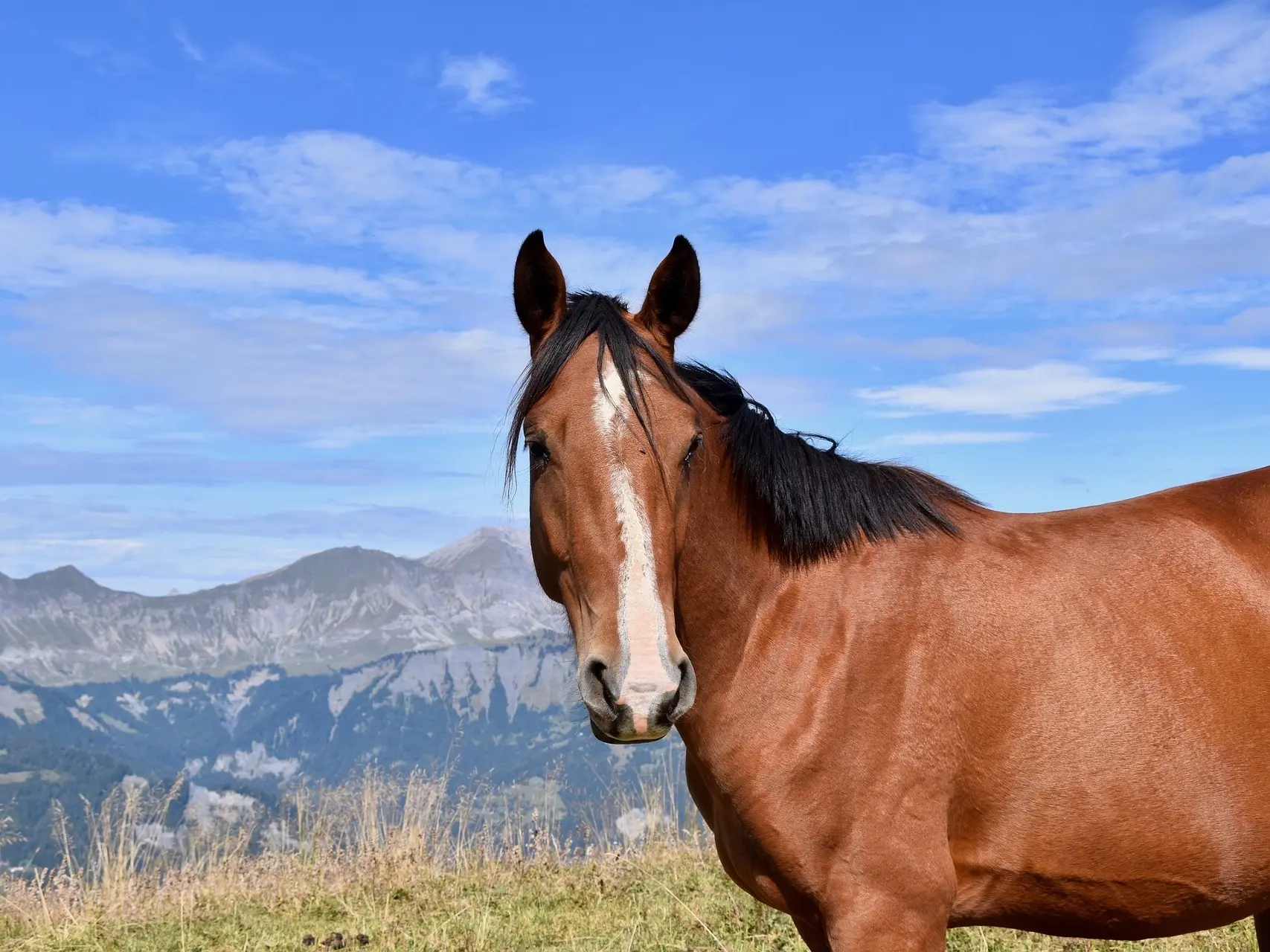 Copper bay horse