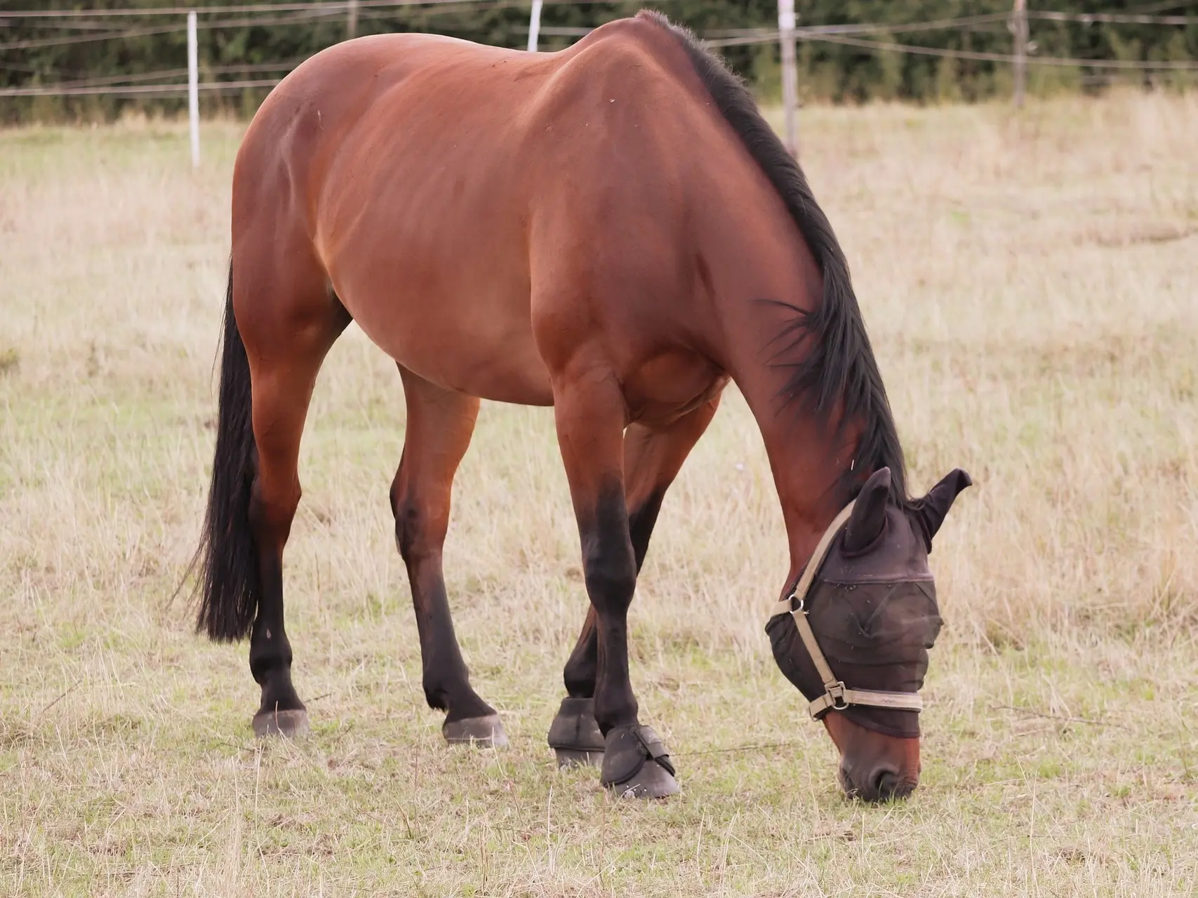 Copper bay horse