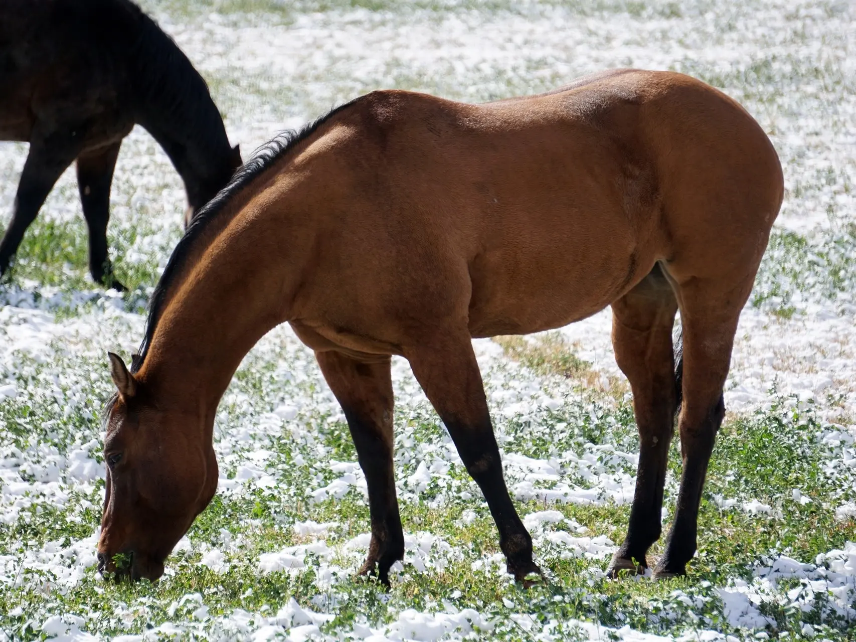 Copper bay horse