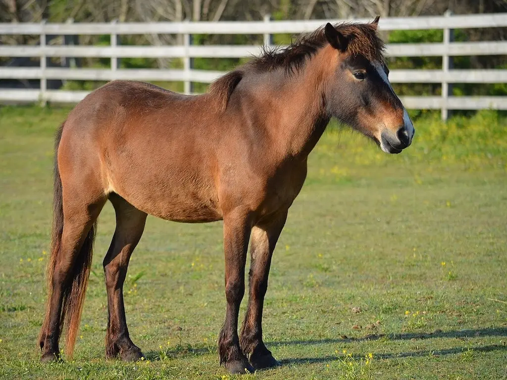 Corolla Island Pony