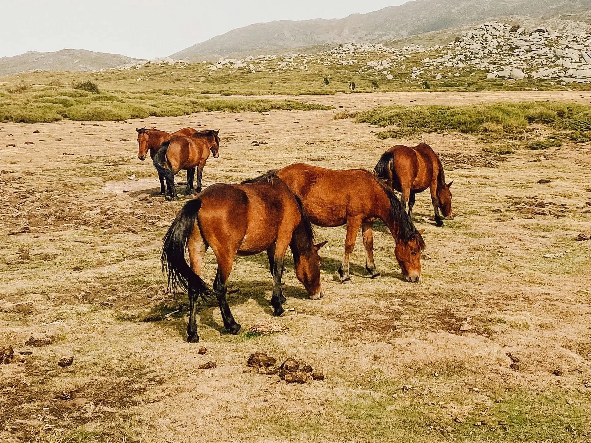 Corsican Horse | Corsica Horse