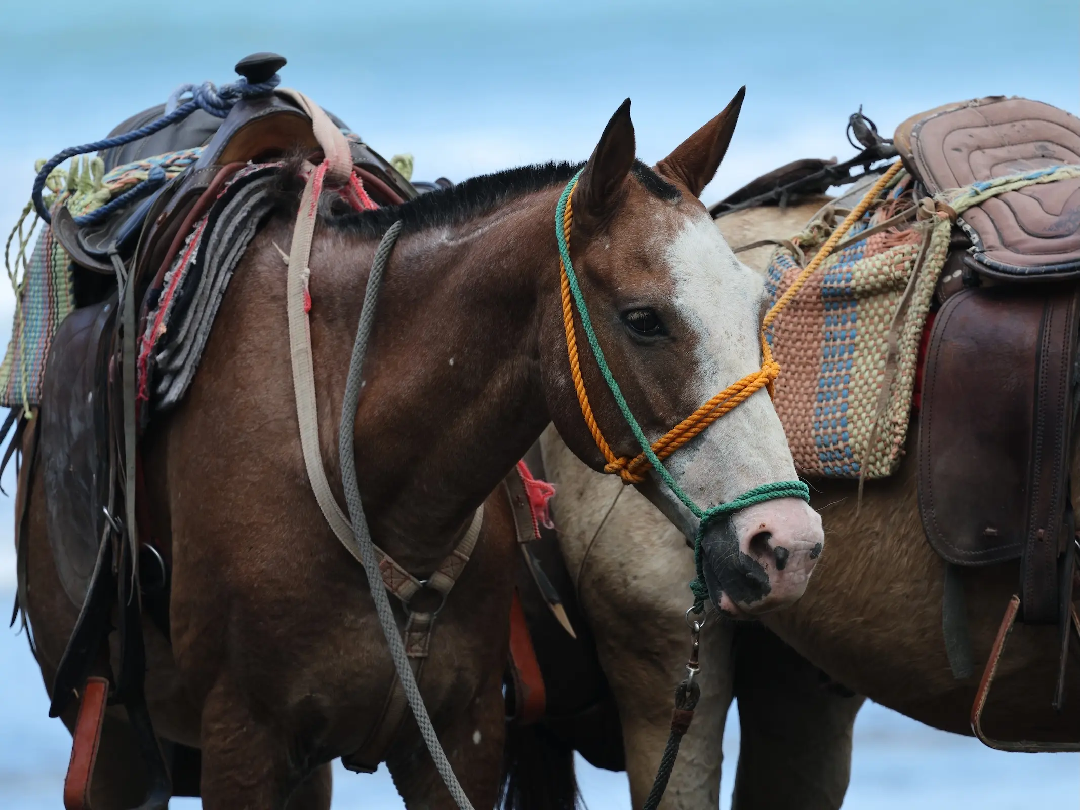 Costa Rican Saddle Horse