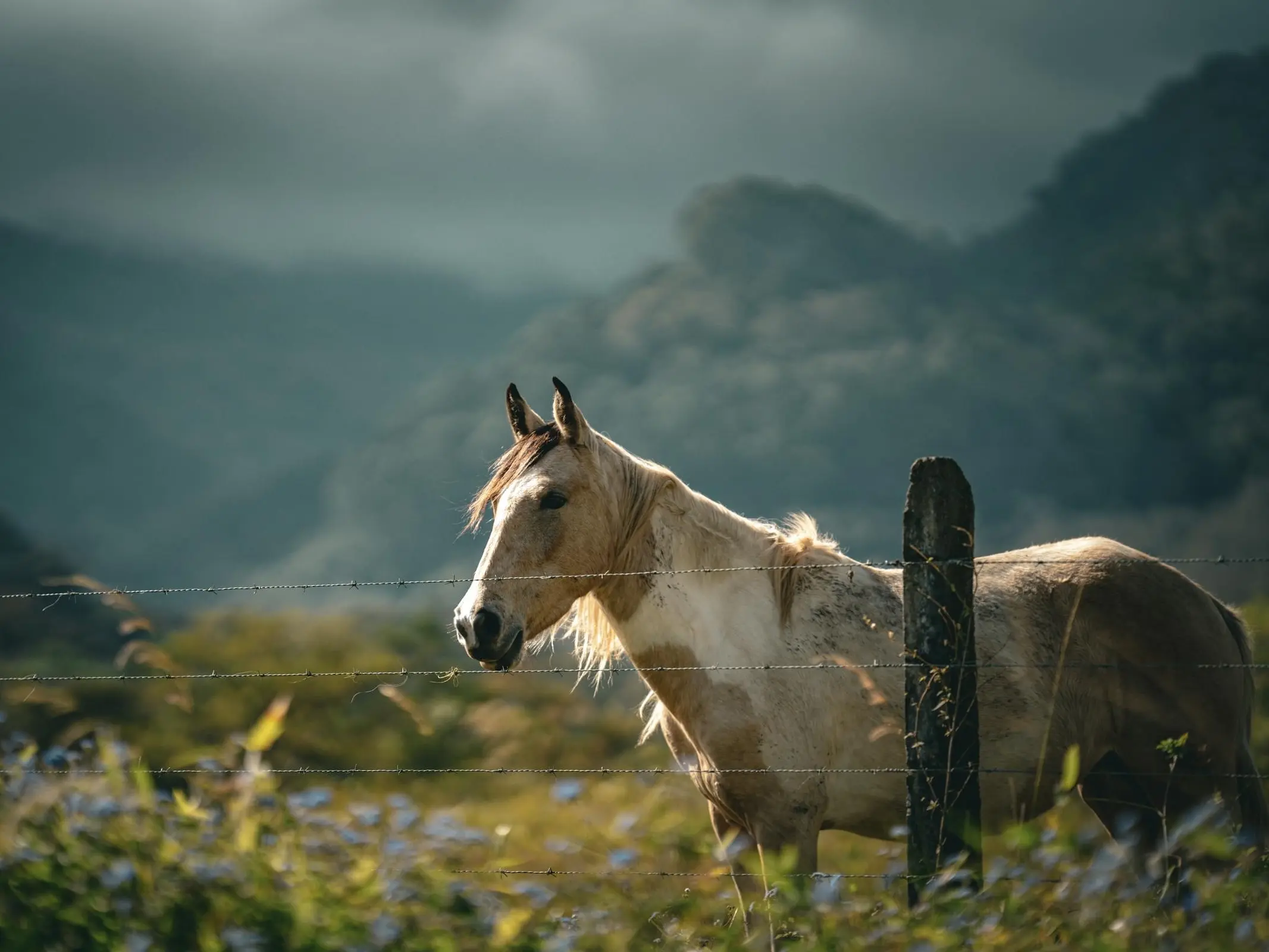 Costa Rican Saddle Horse